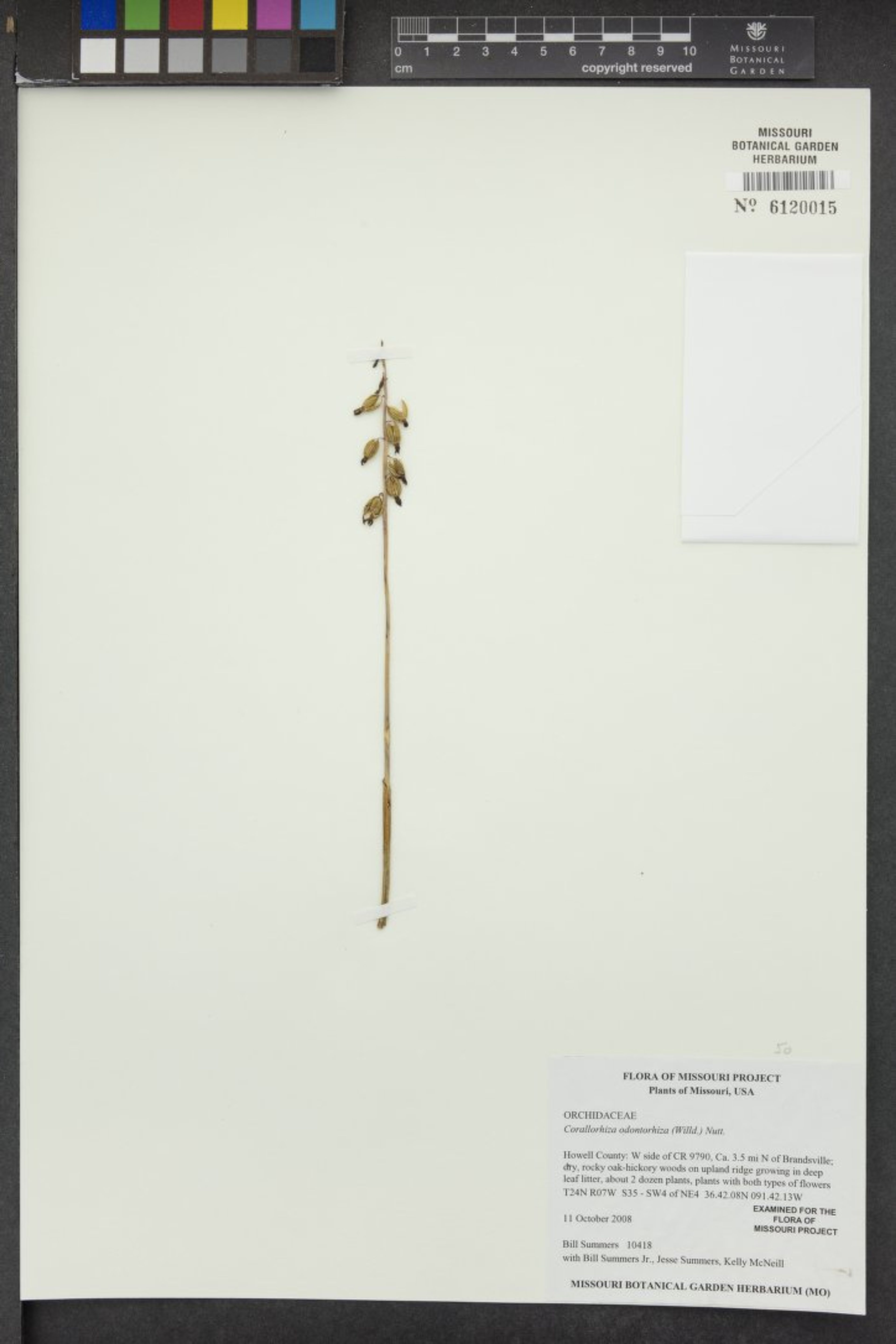 Corallorhiza odontorhiza - 18