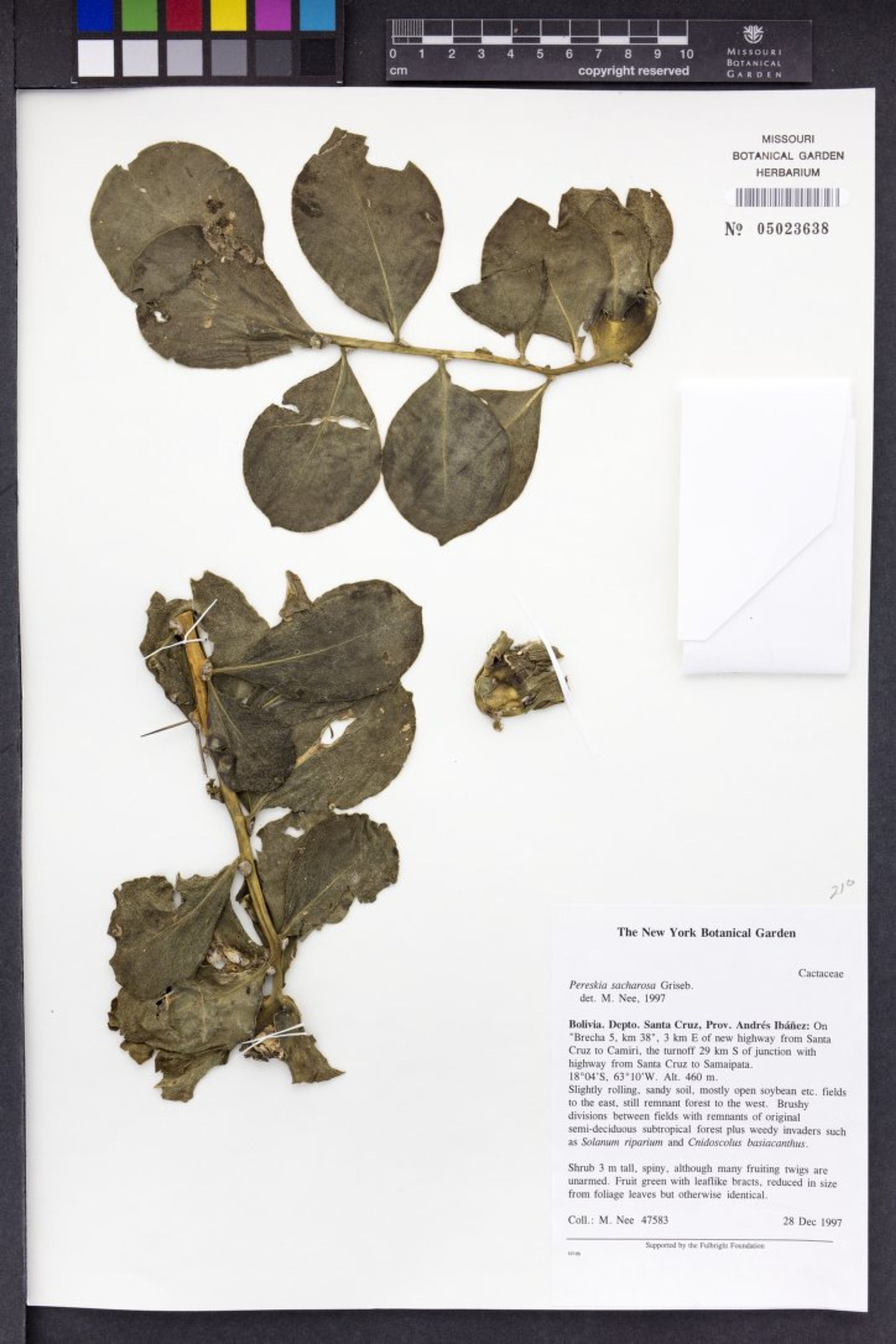 Pereskia sacharosa - 126