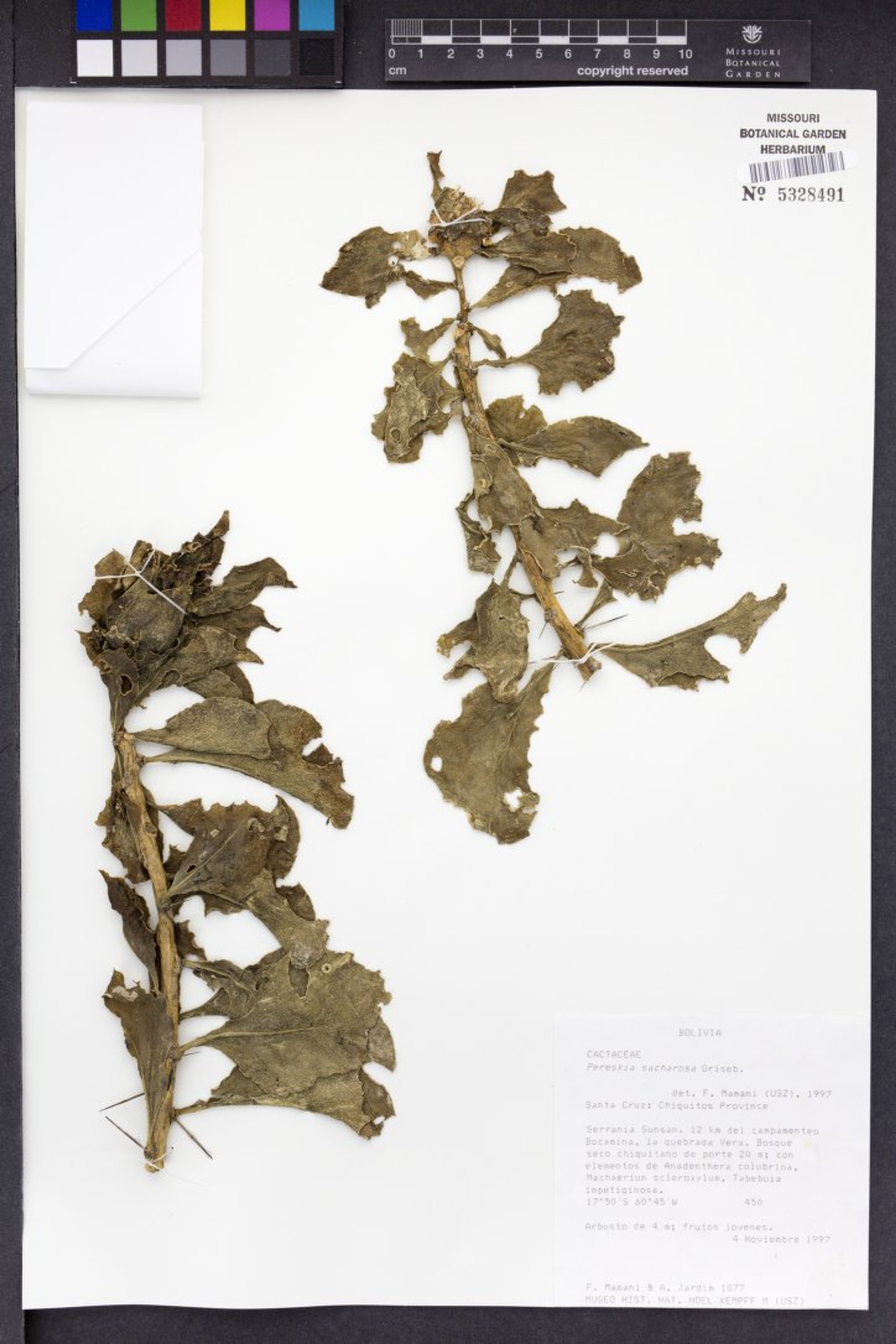 Pereskia sacharosa - 188