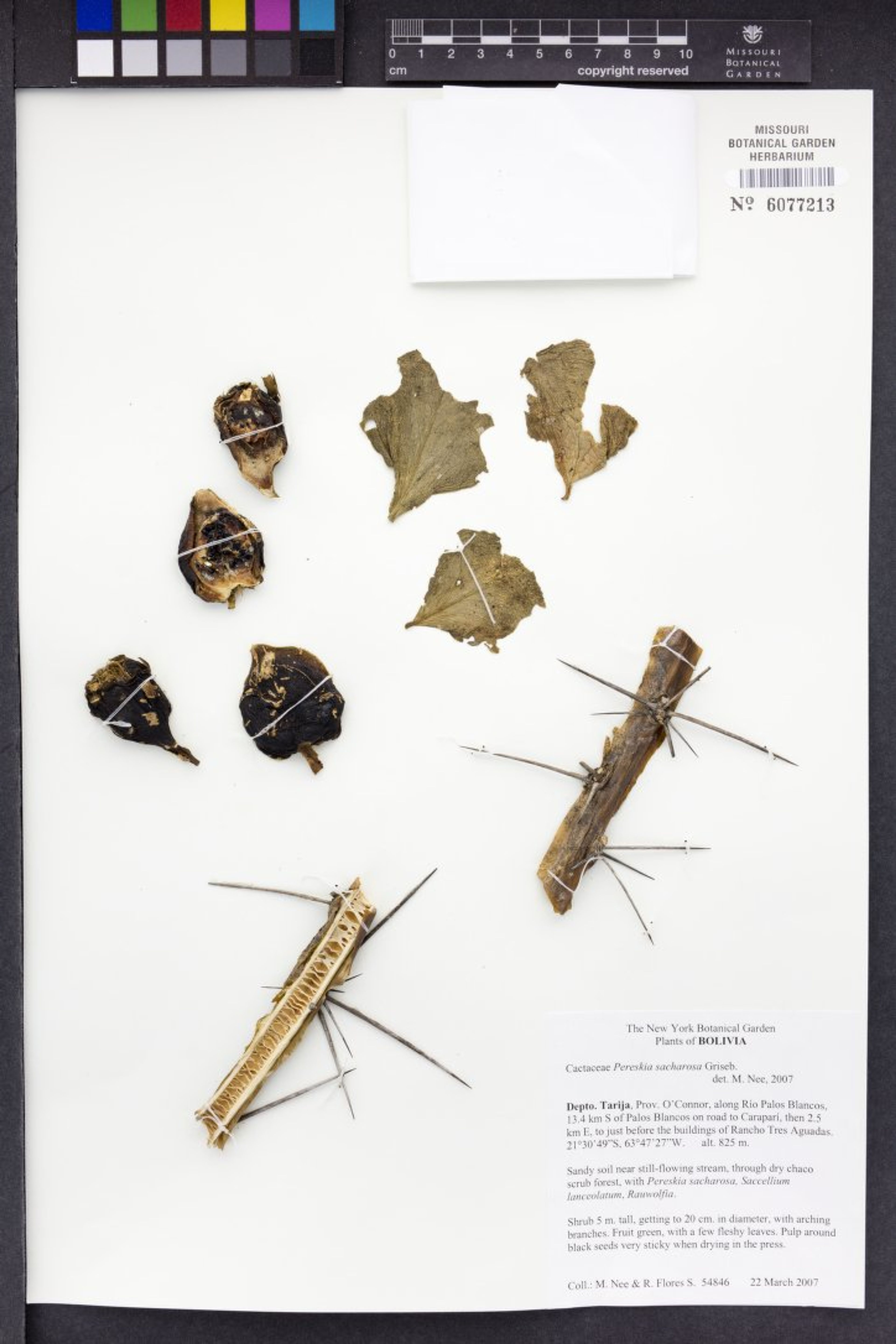 Pereskia sacharosa - 1