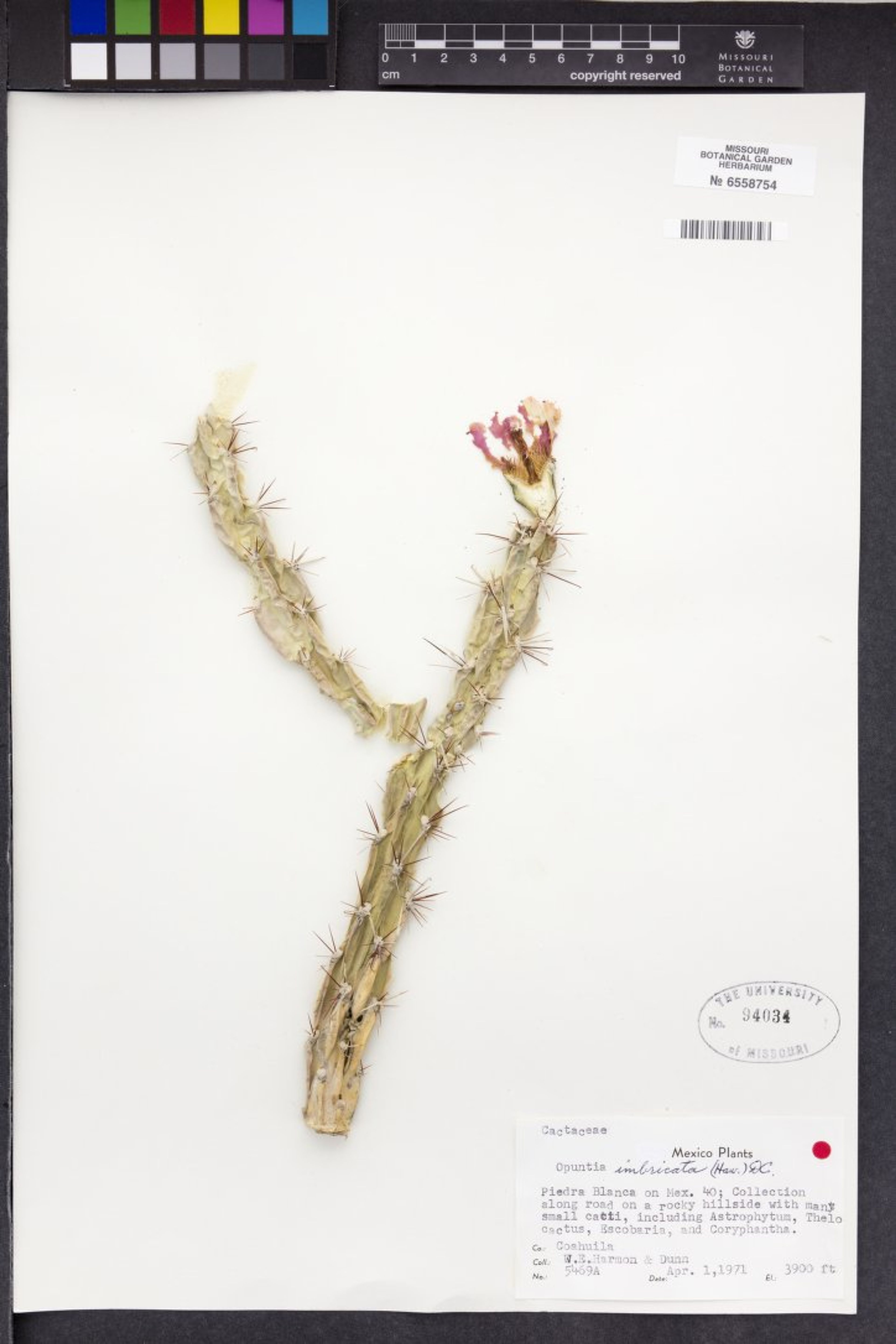Opuntia imbricata - 82