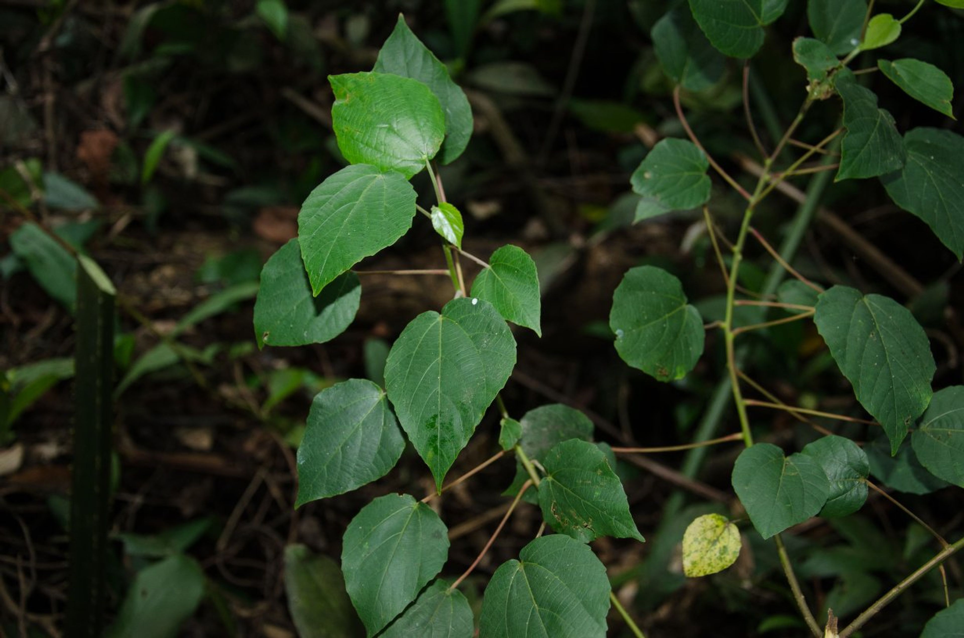 Alchornea cordifolia - 64
