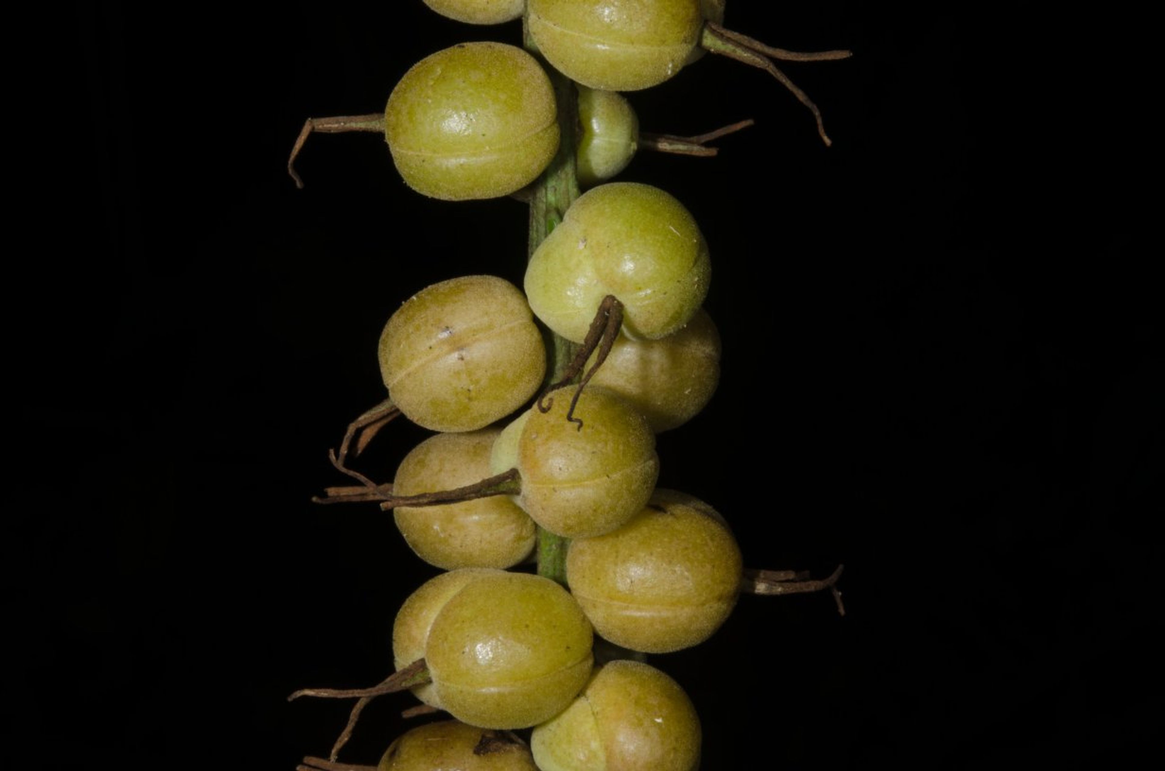 Alchornea cordifolia - 88