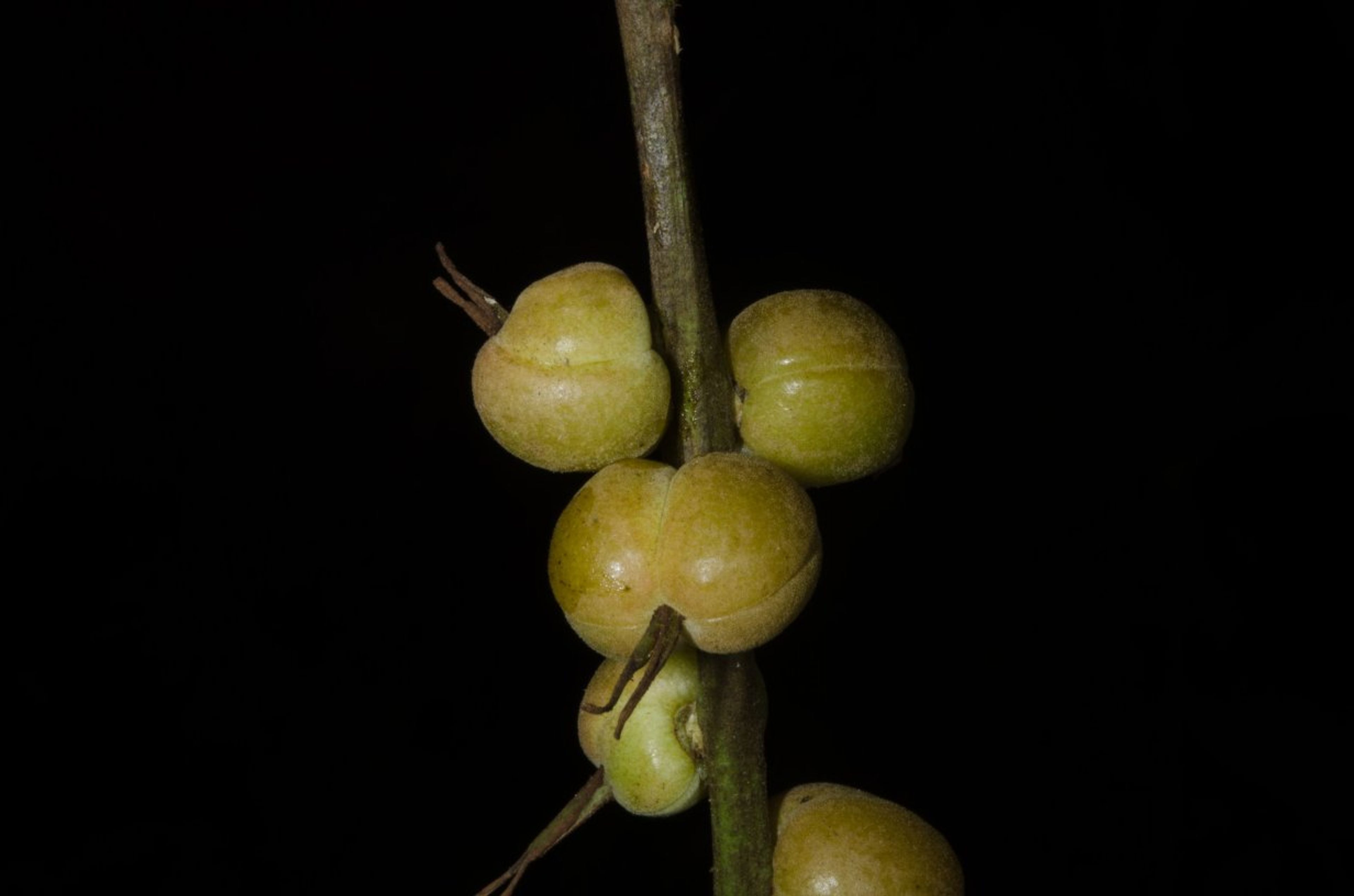 Alchornea cordifolia - 56