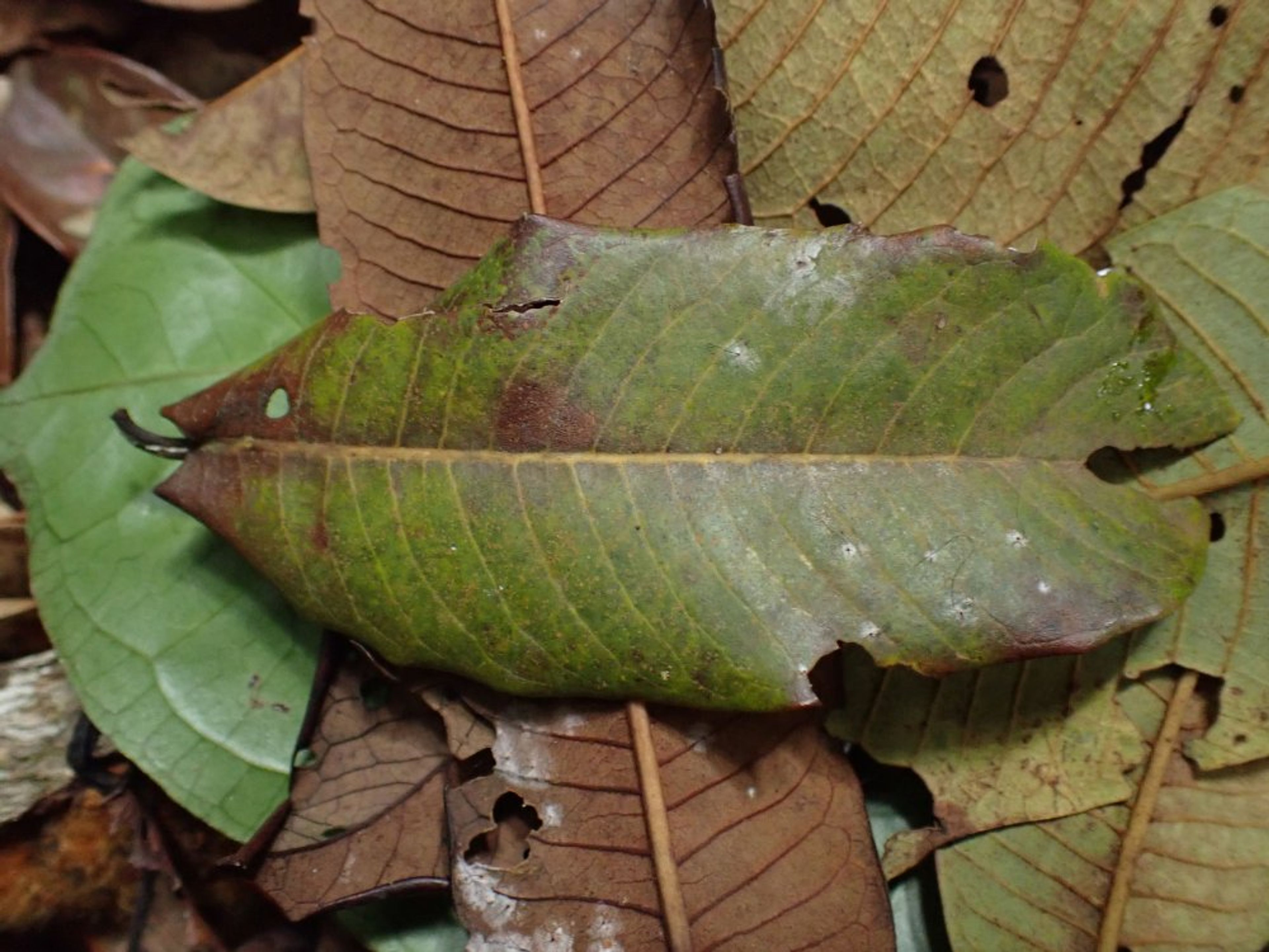 Pycnanthus angolensis - 90