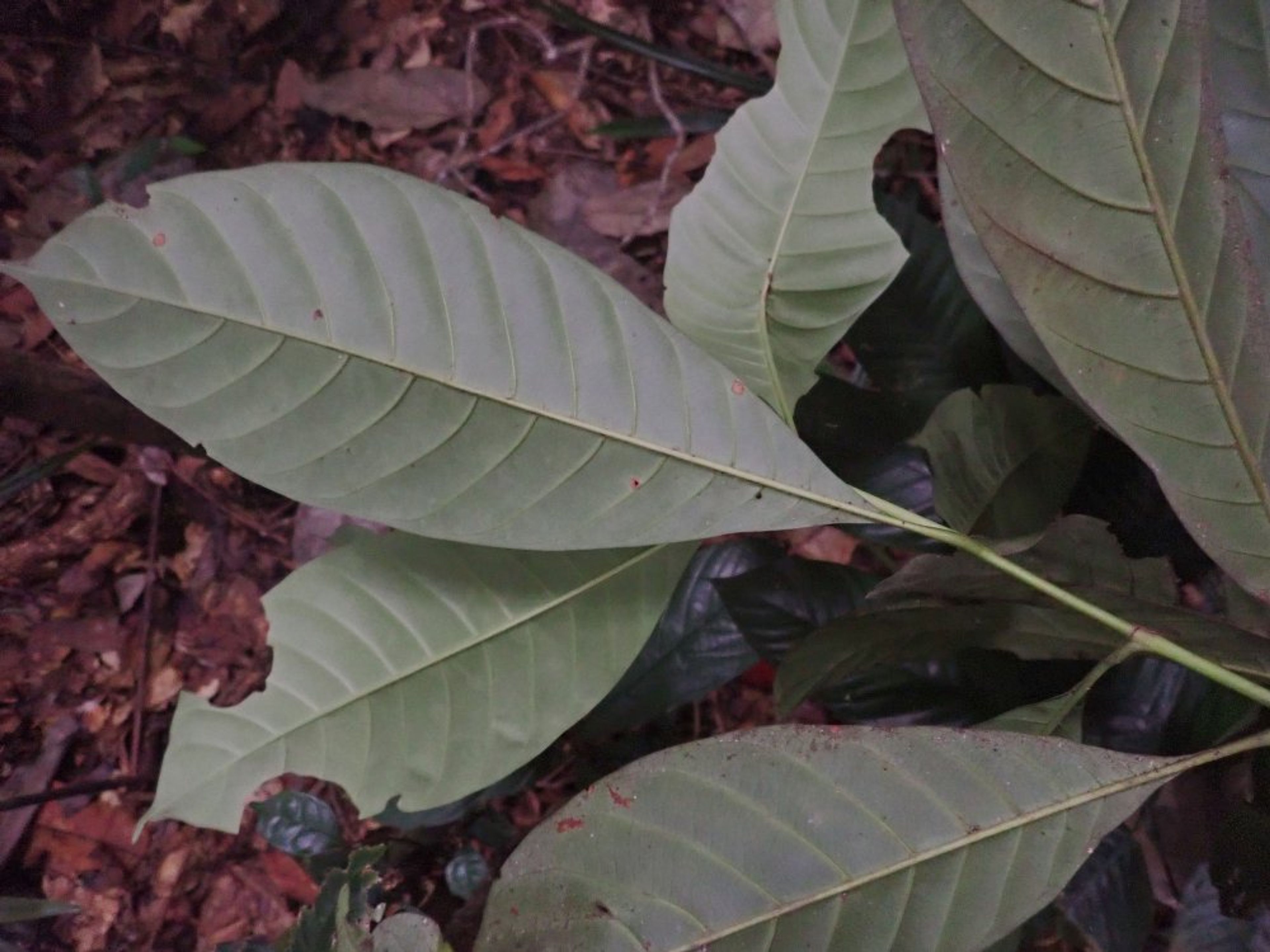 Corynanthe - 15
