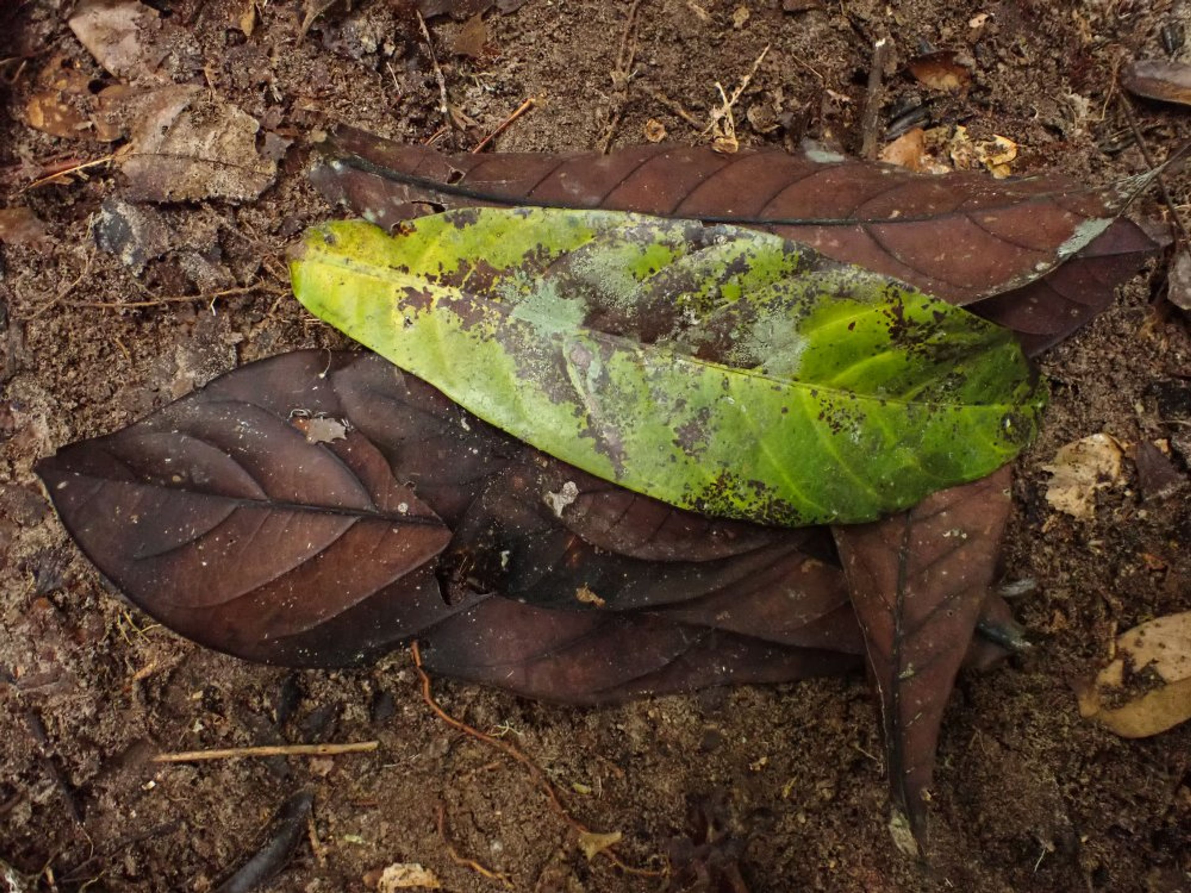 Corynanthe - 168