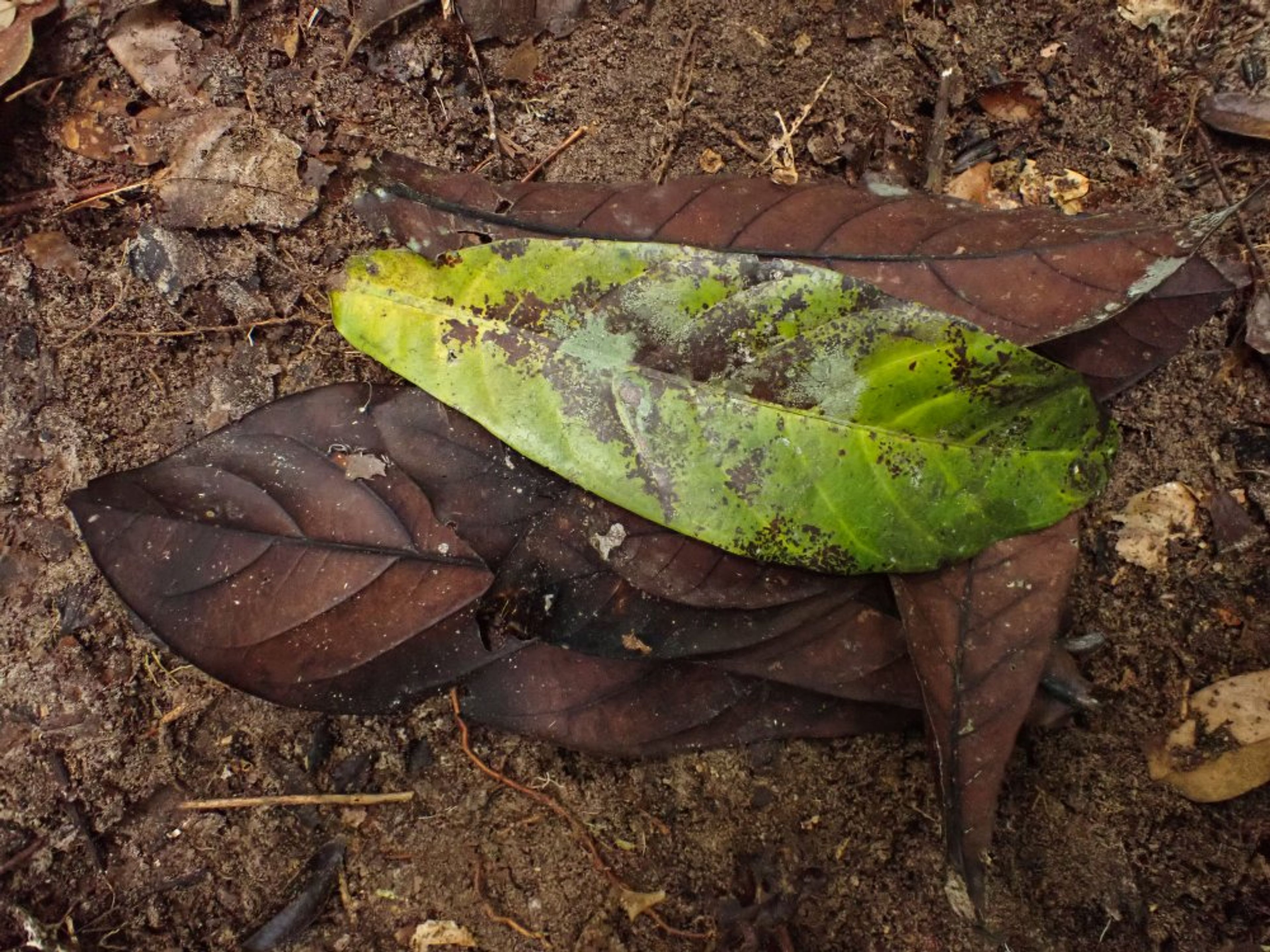Corynanthe - 144