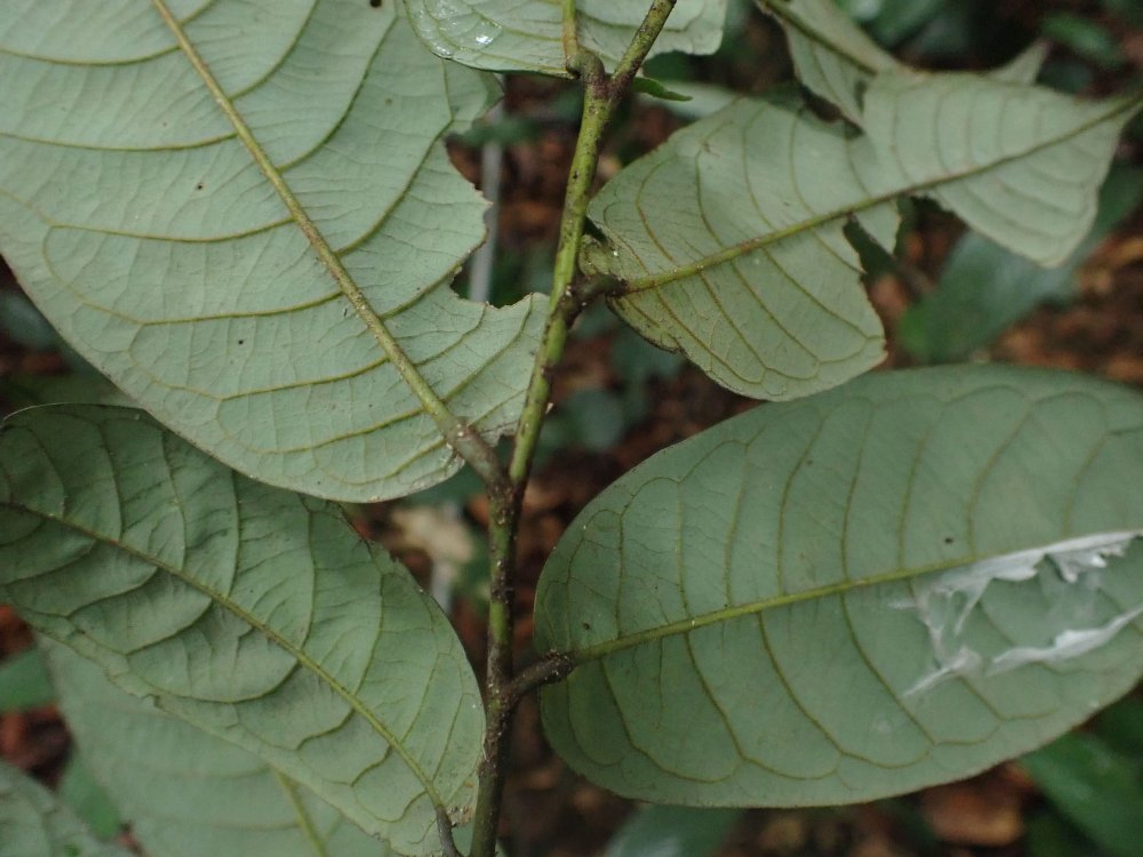 Pycnanthus angolensis - 22
