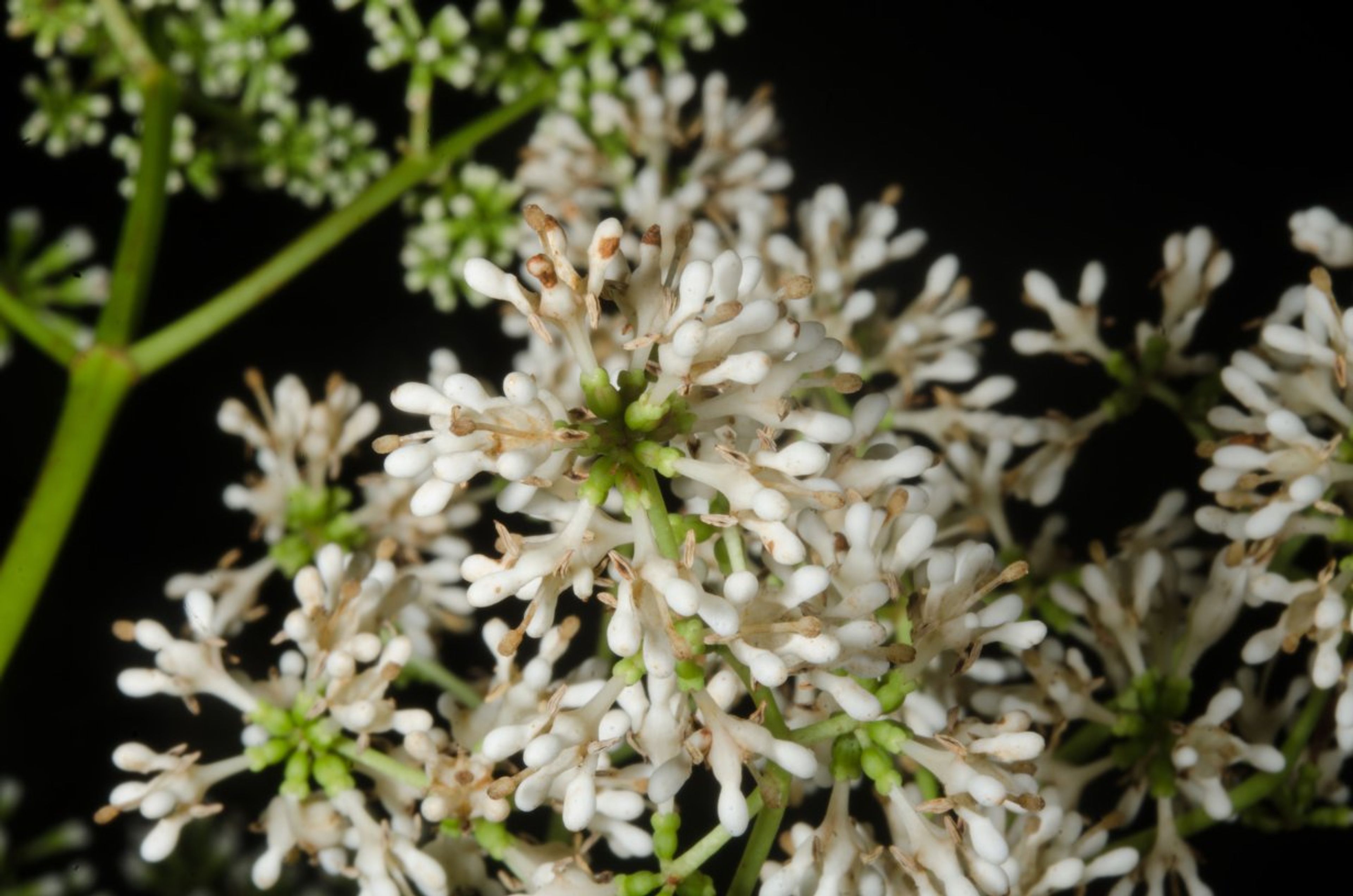 Corynanthe - 98