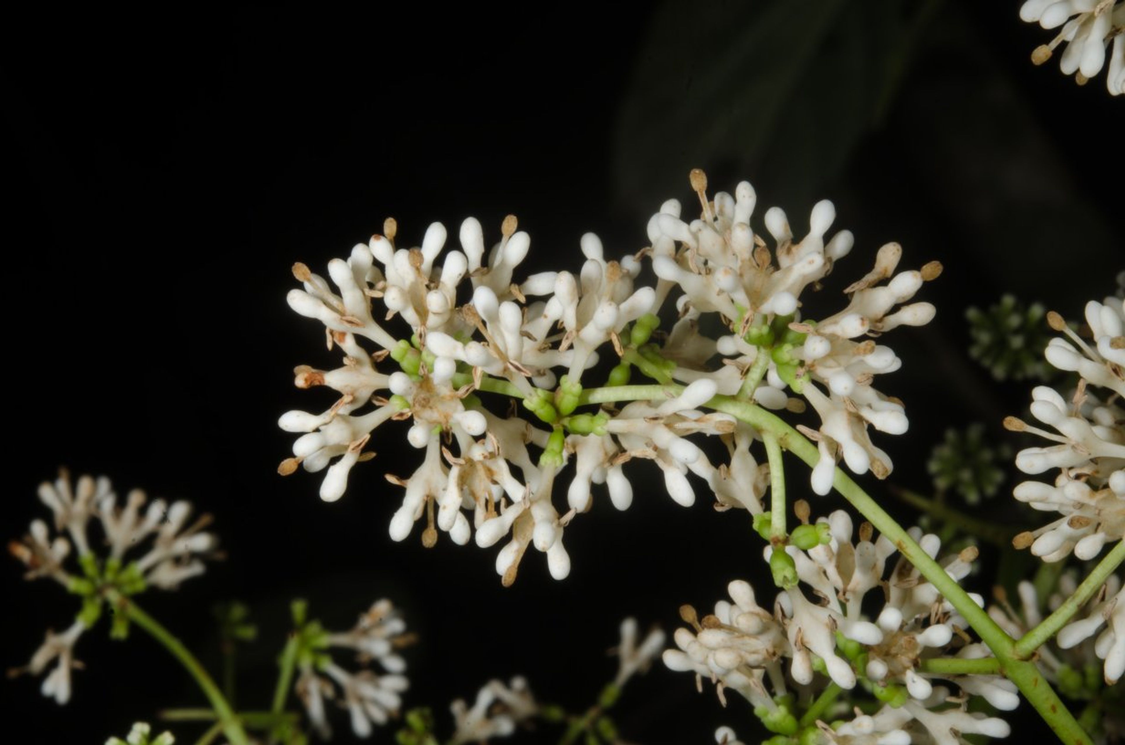 Corynanthe - 34