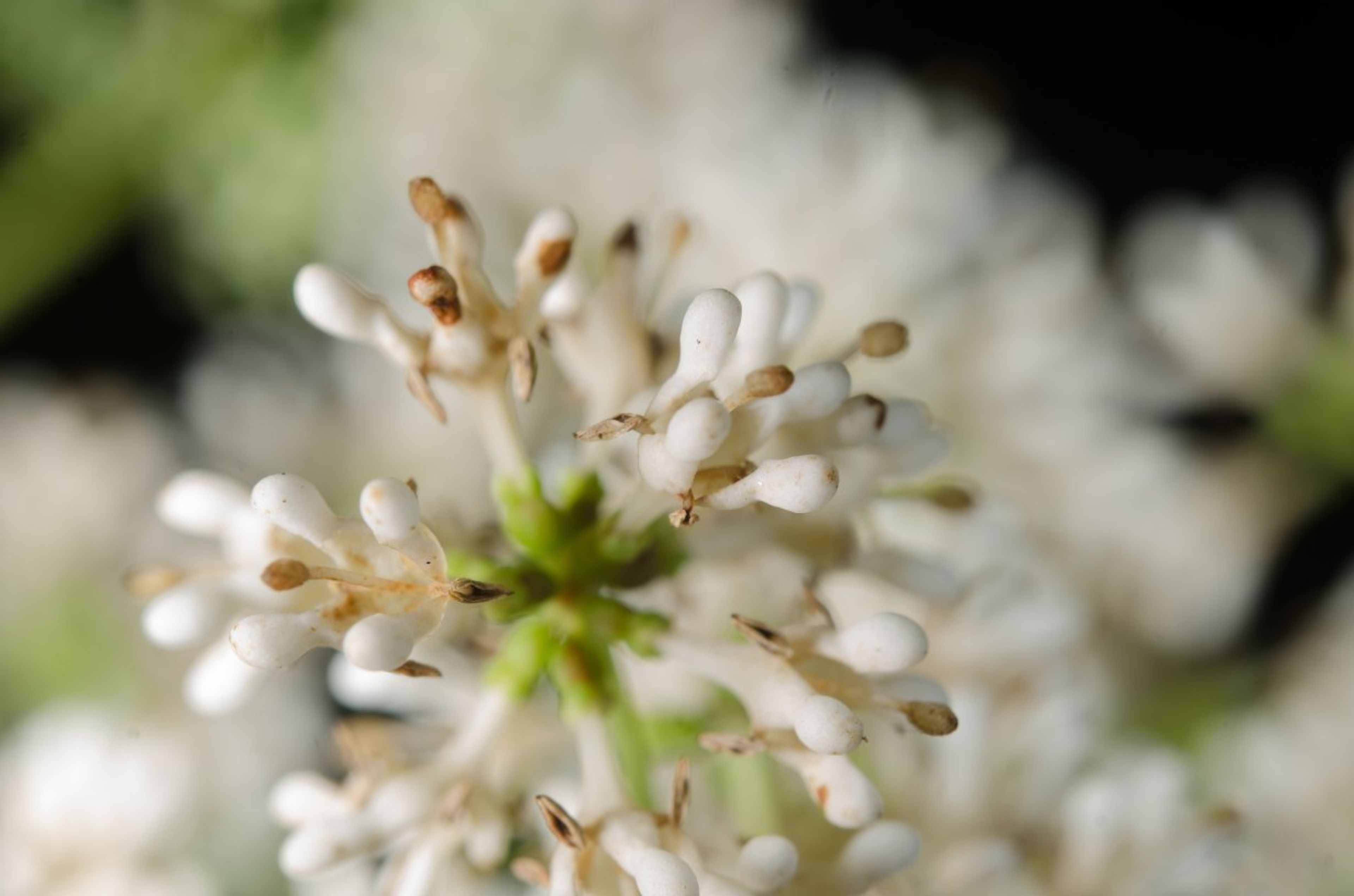 Corynanthe - 48