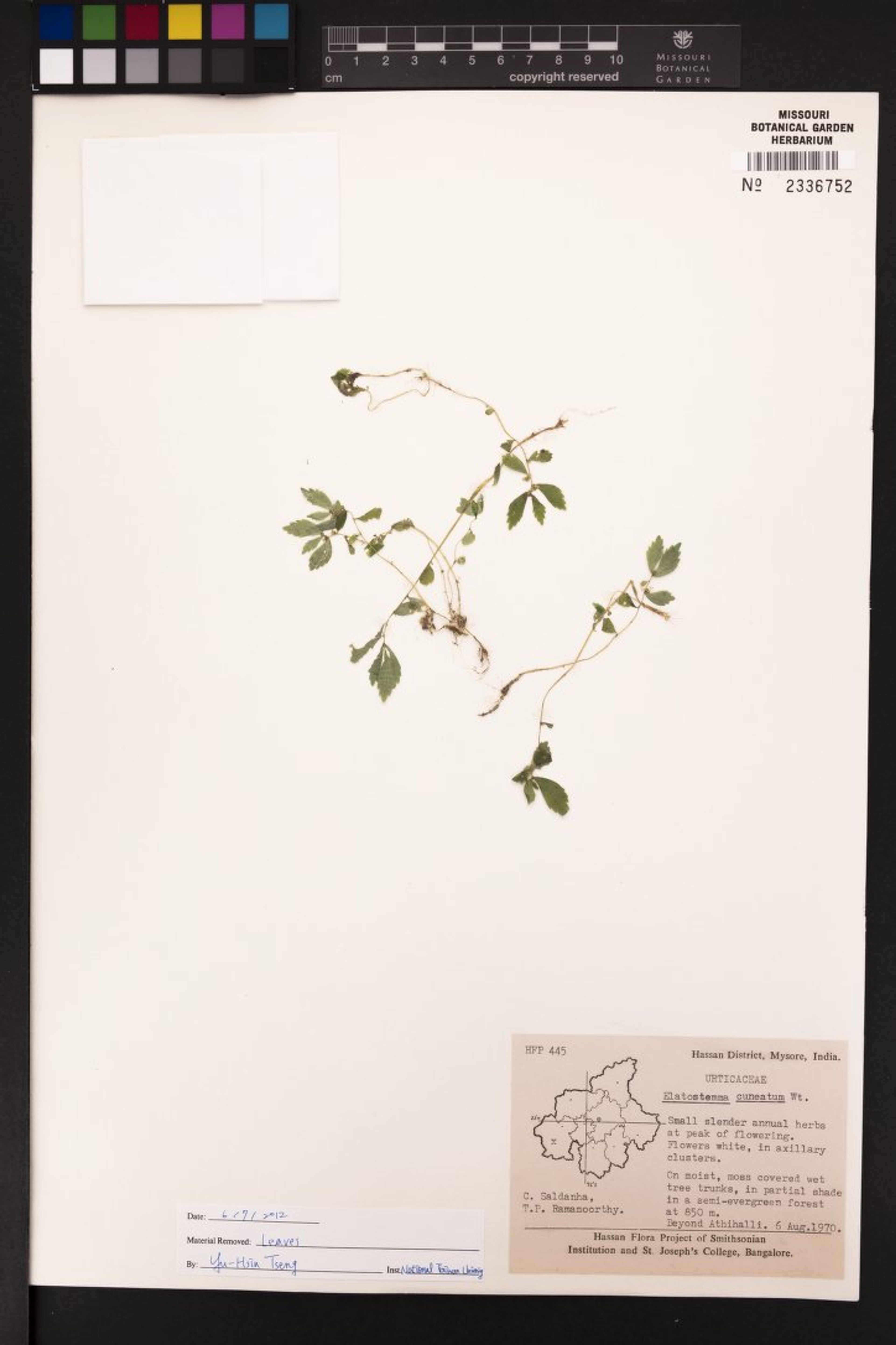 Elatostema cuneatum - 29