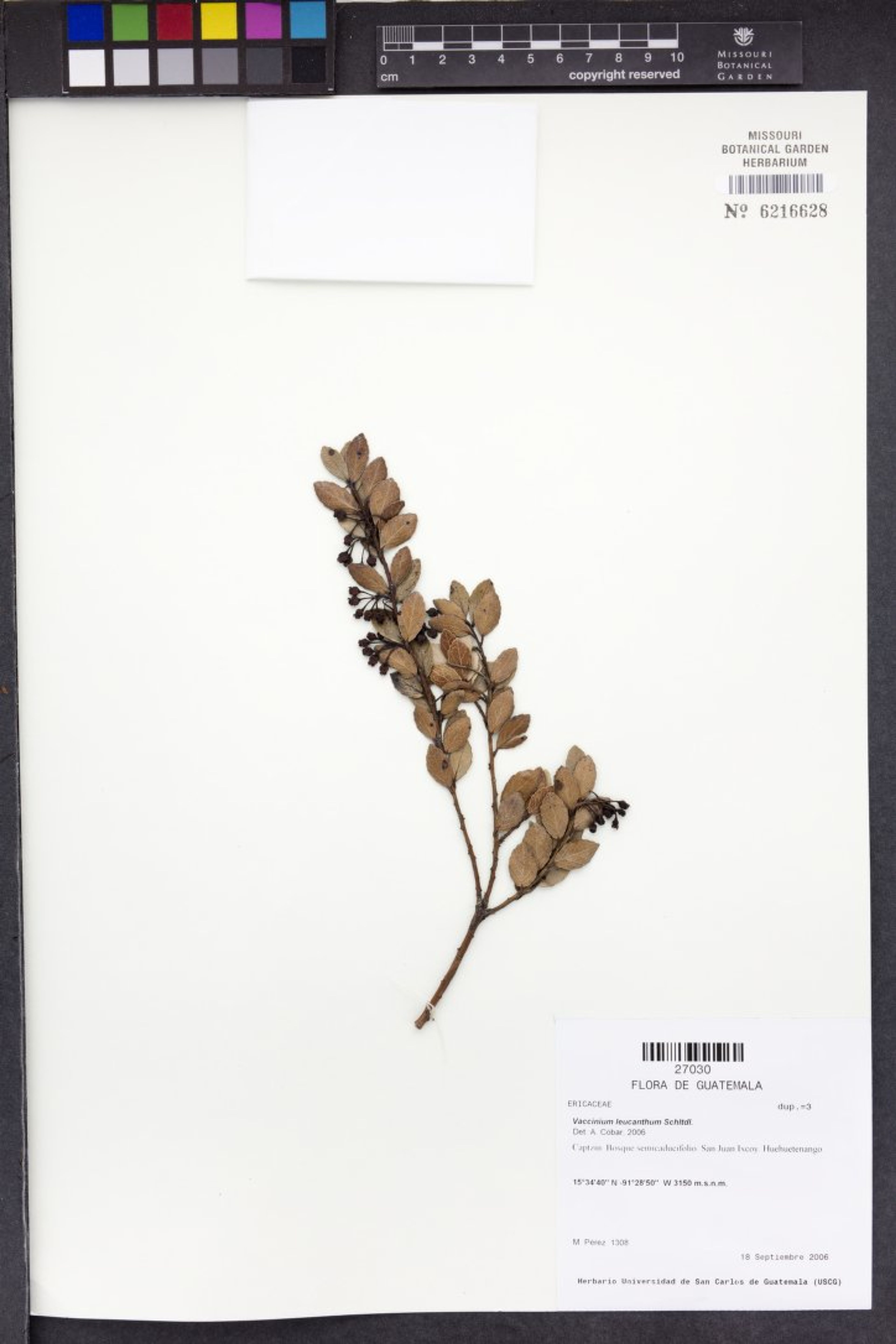 Vaccinium leucanthum - 115