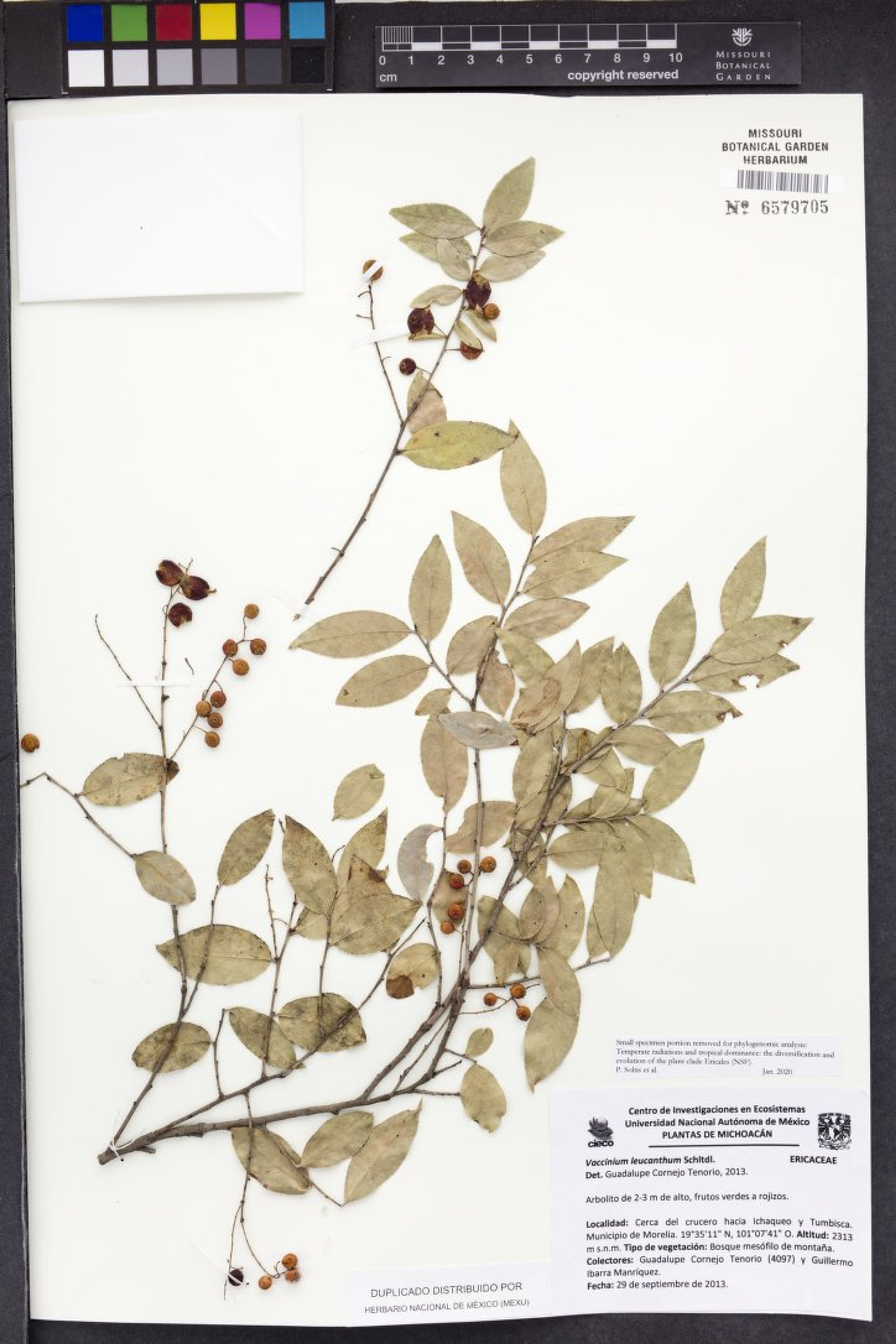 Vaccinium leucanthum - 103