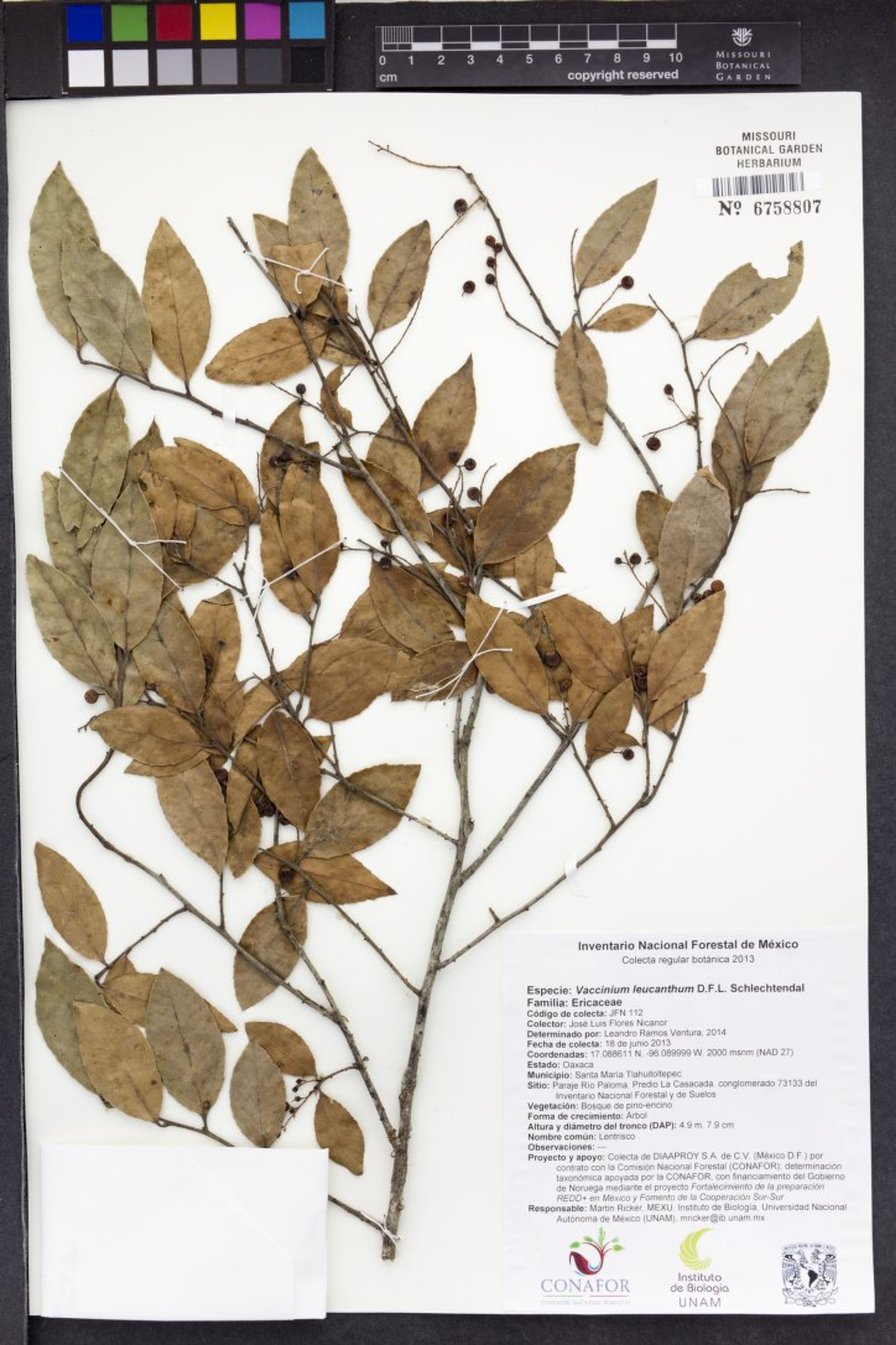 Vaccinium leucanthum - 18
