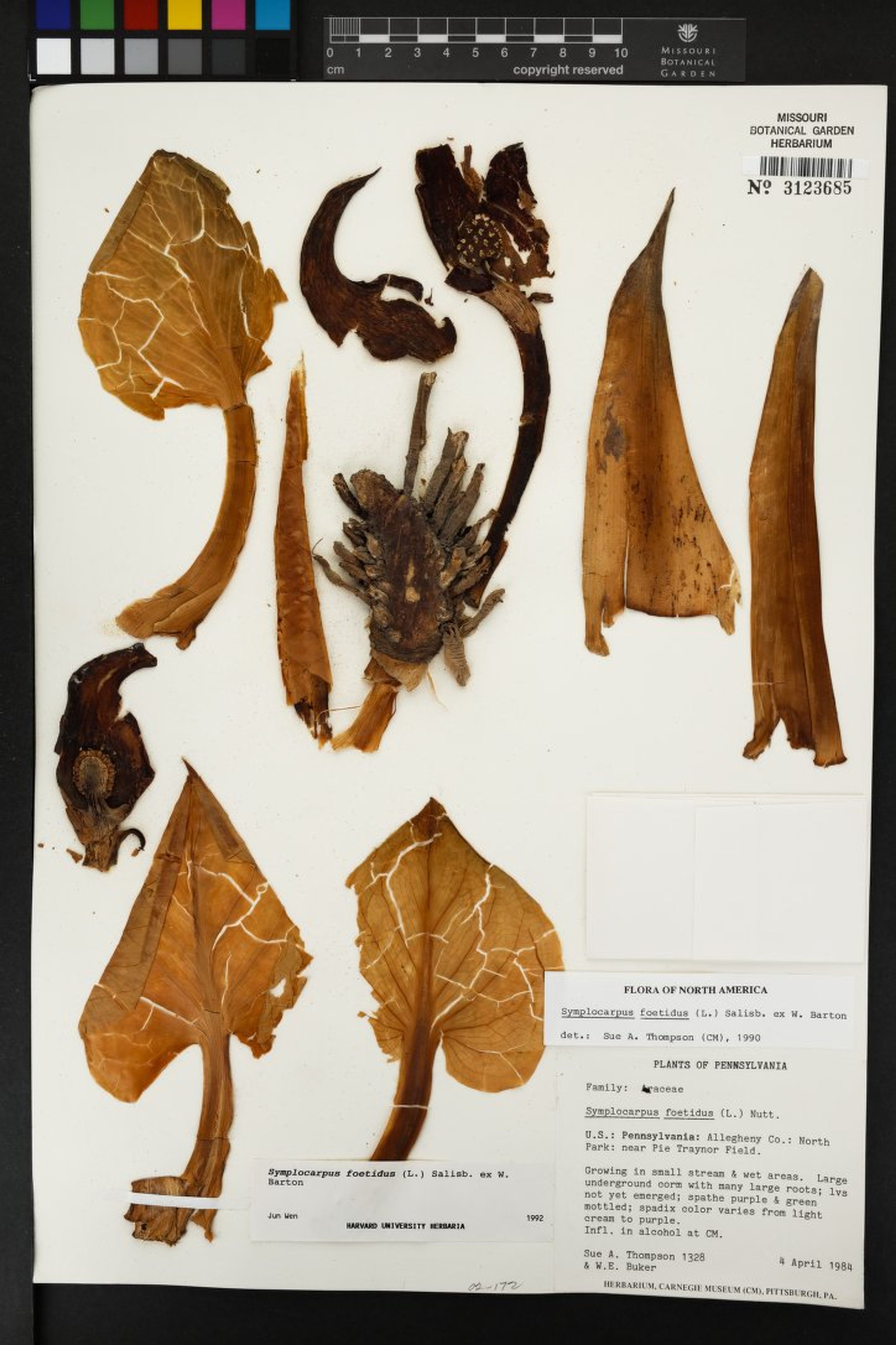 Symplocarpus foetidus - 24