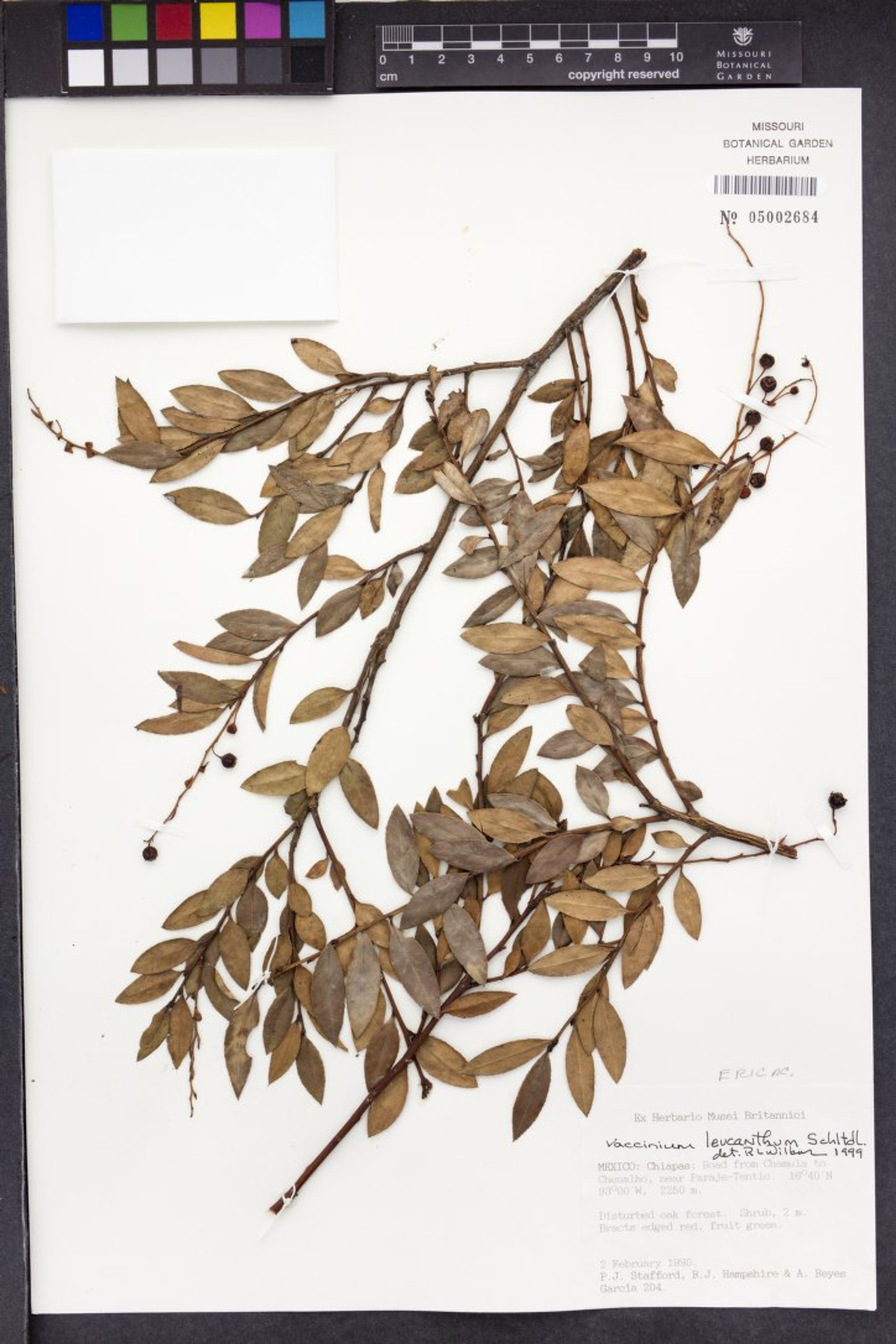 Vaccinium leucanthum - 29