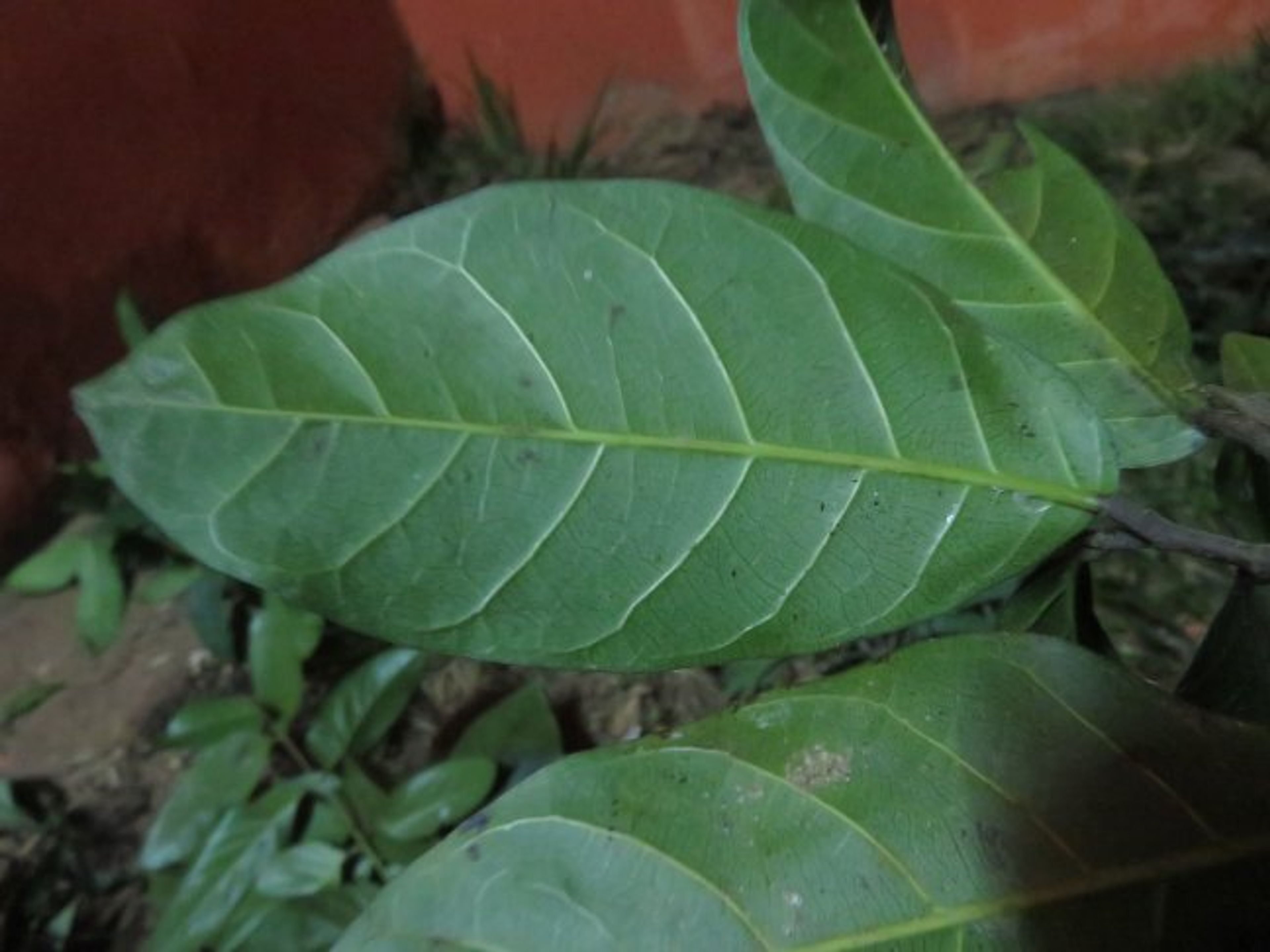 Treculia africana - 42