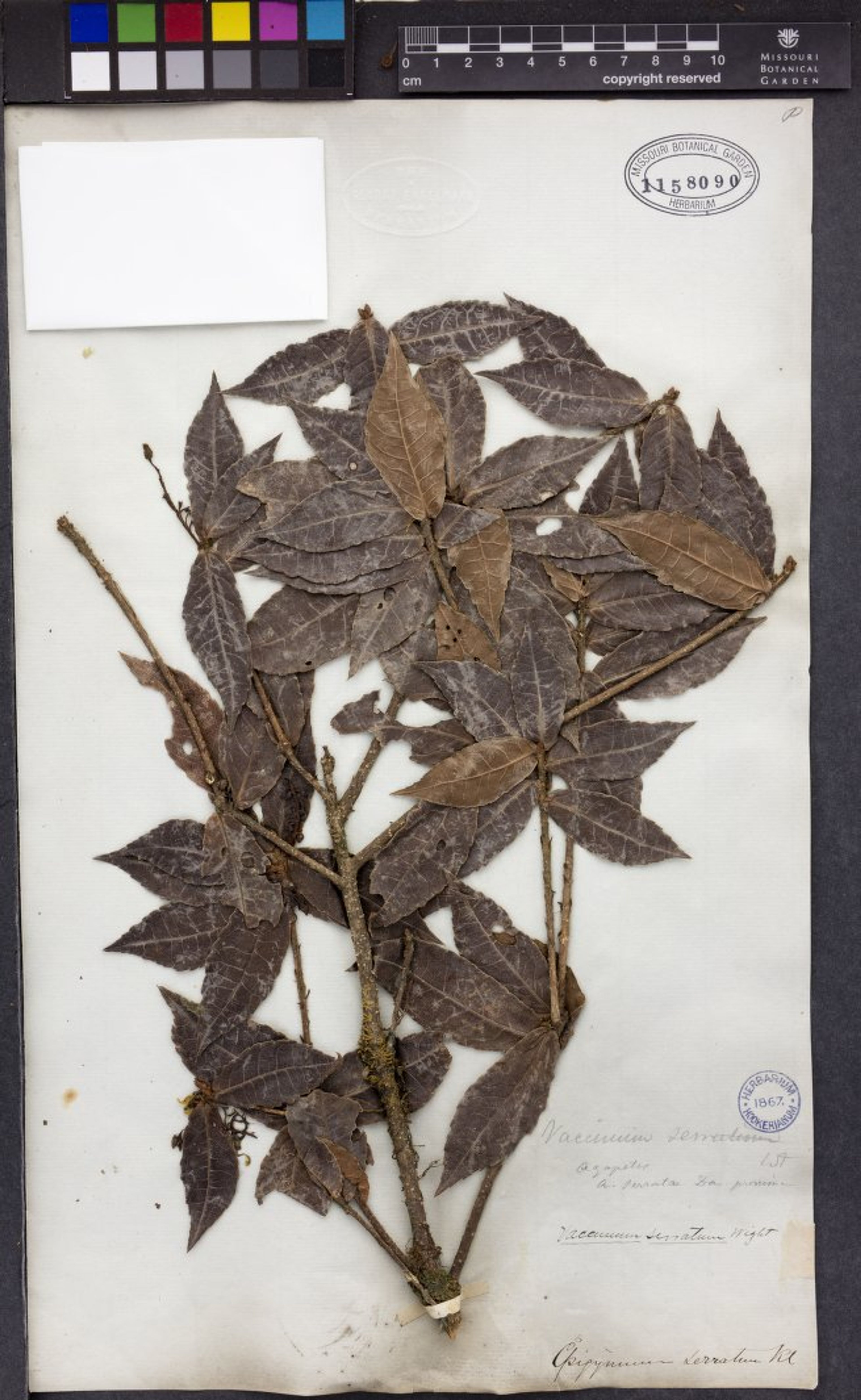 Vaccinium vacciniaceum - 8