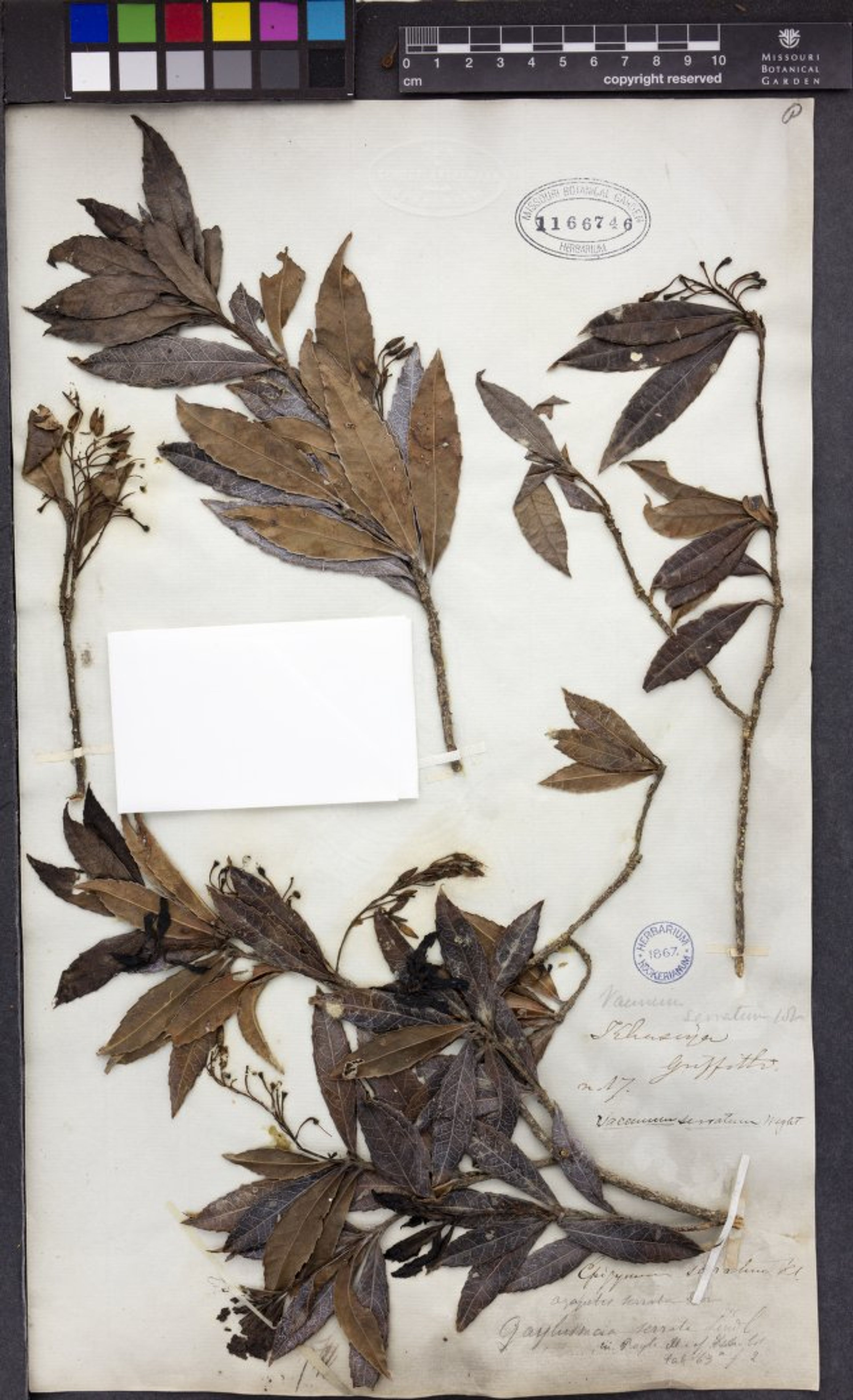 Vaccinium vacciniaceum - 3