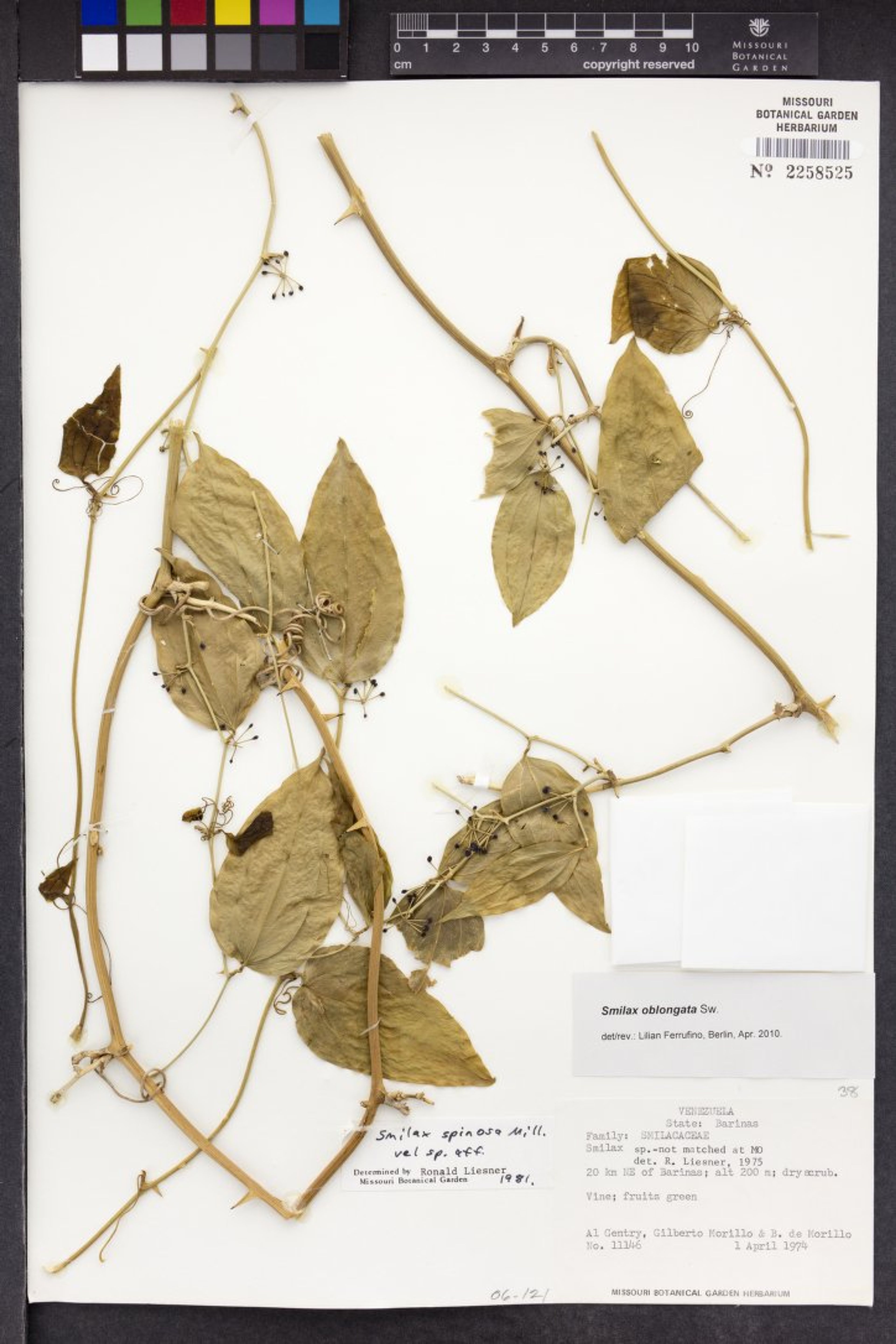 Smilax nipponica - 54