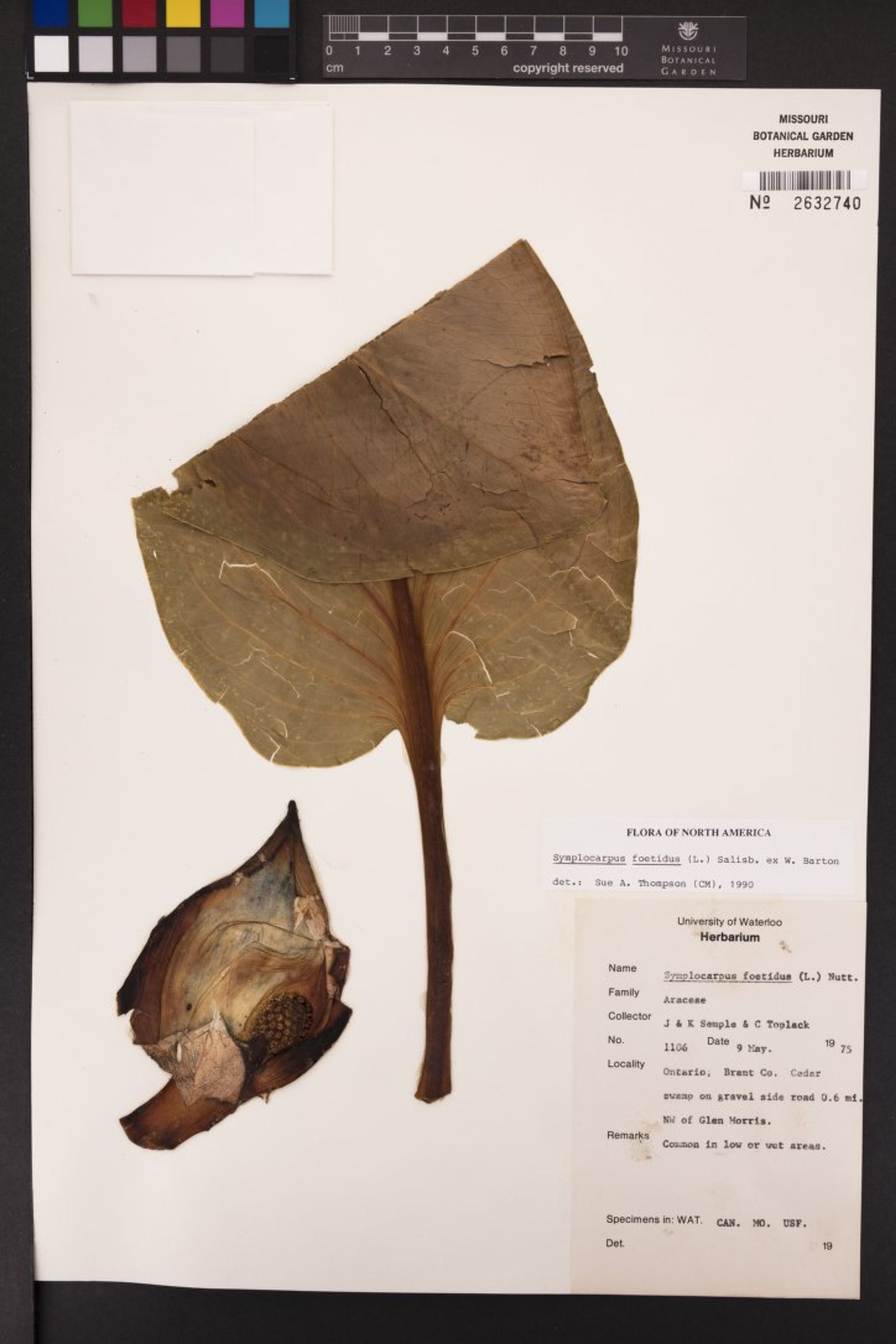 Symplocarpus foetidus - 27