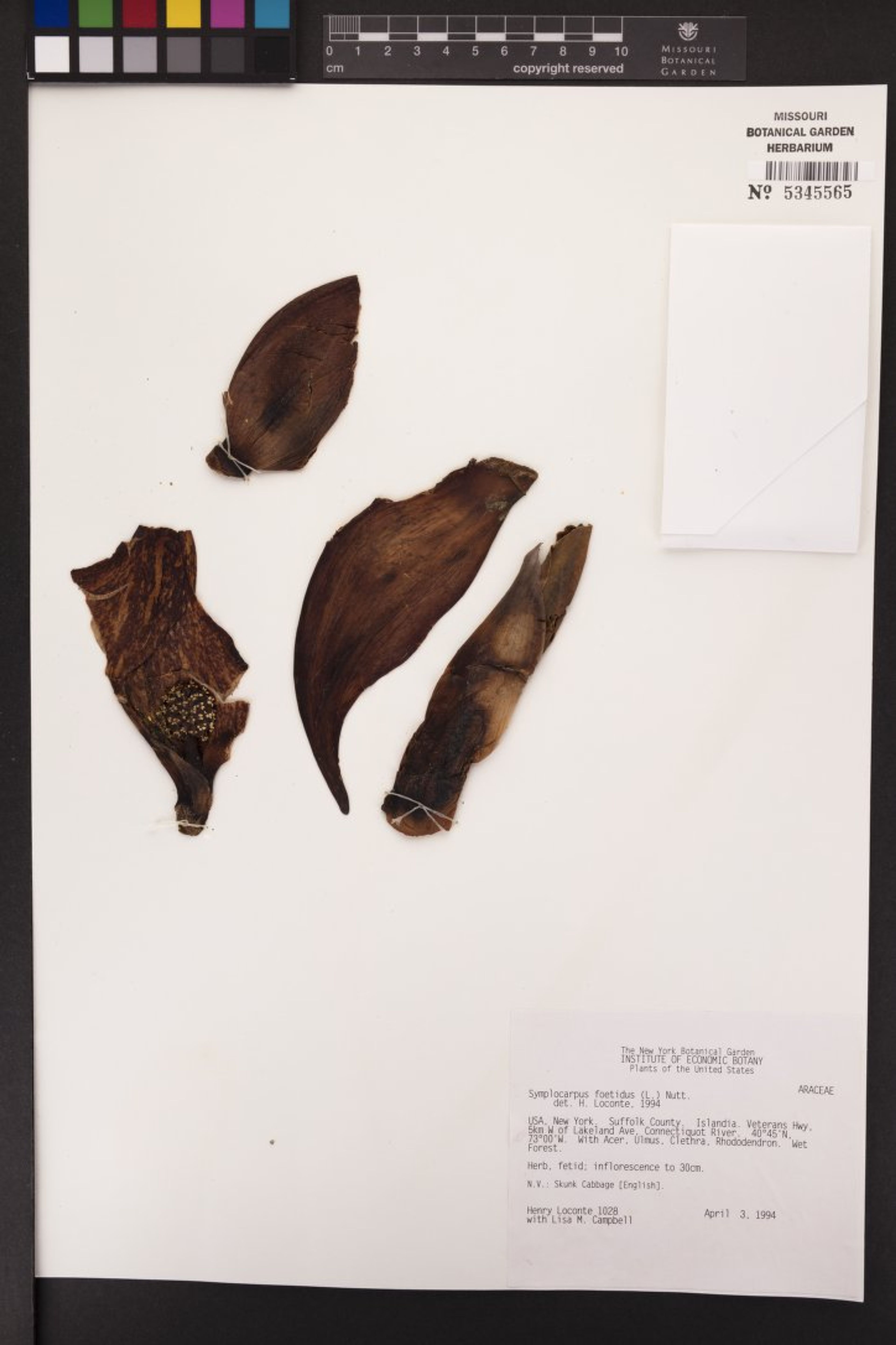 Symplocarpus foetidus - 6