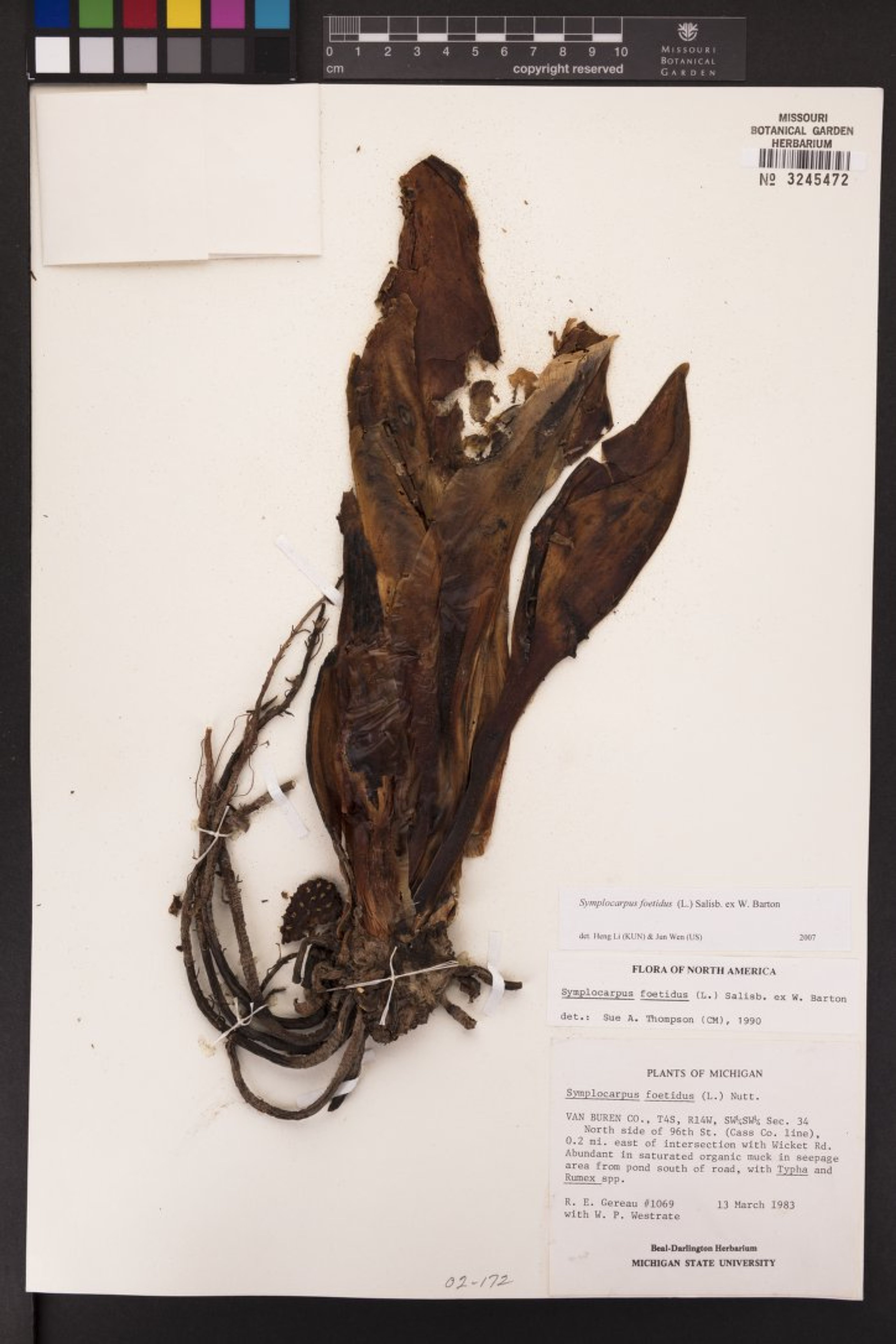 Symplocarpus foetidus - 63