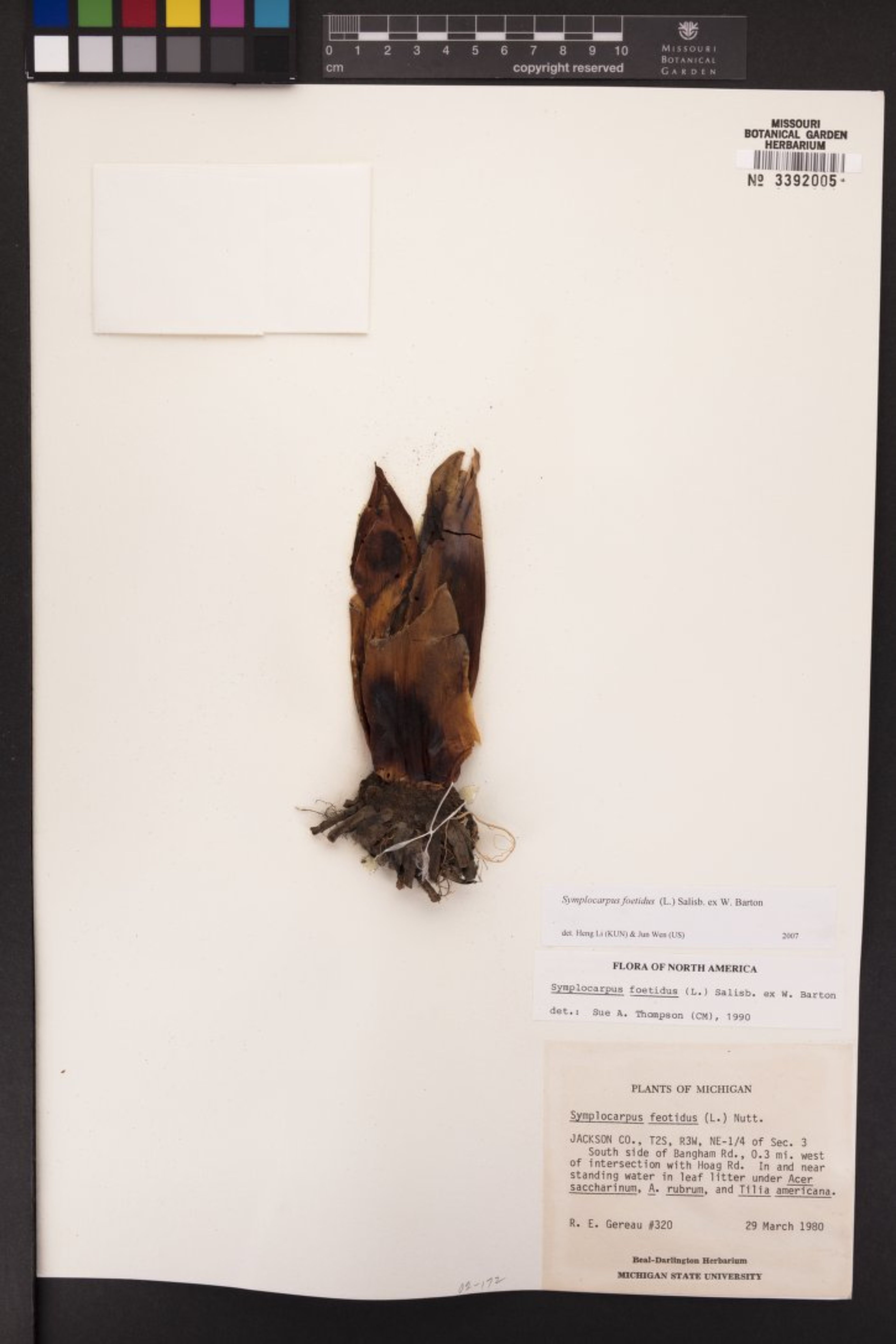 Symplocarpus foetidus - 62