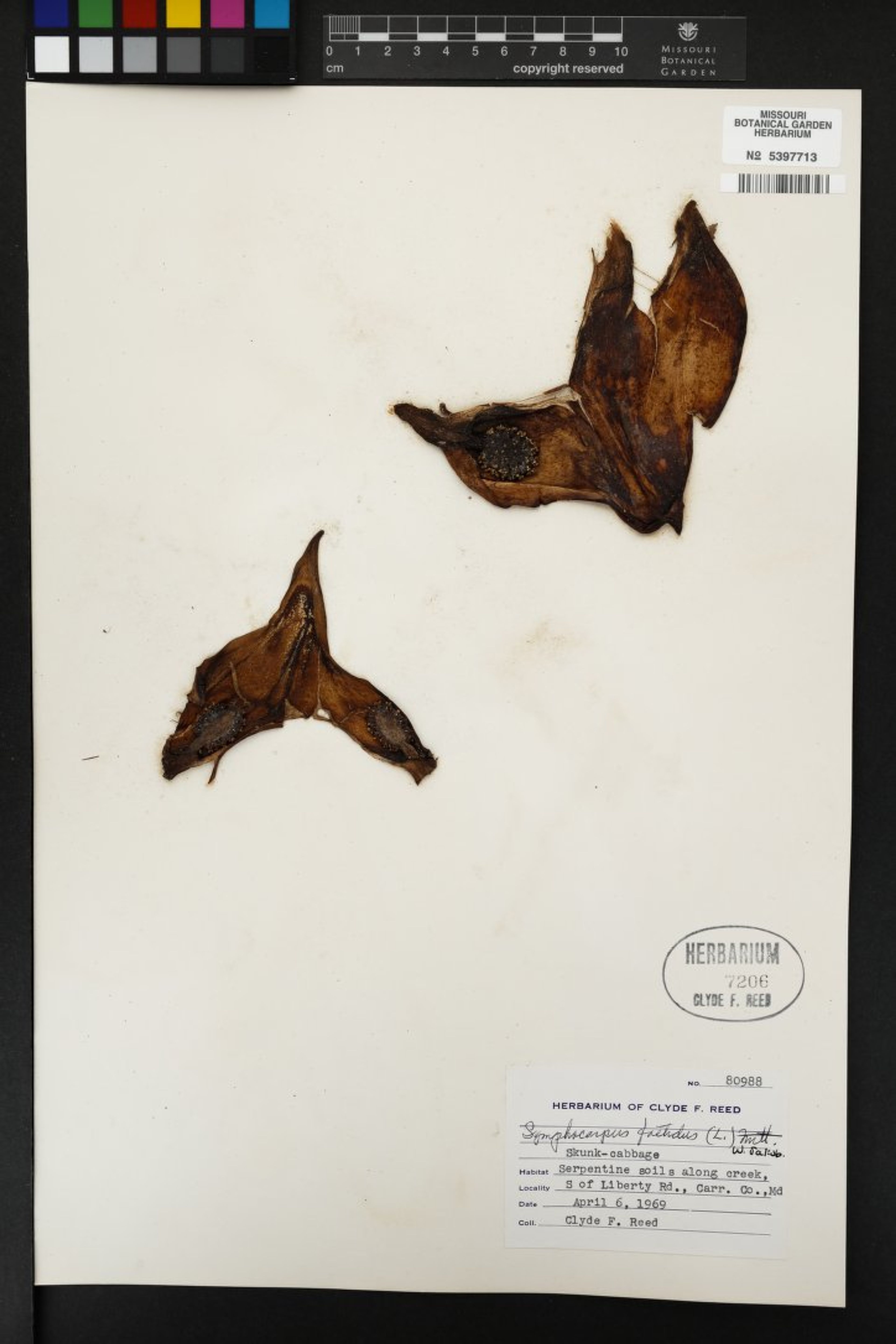 Symplocarpus foetidus - 99
