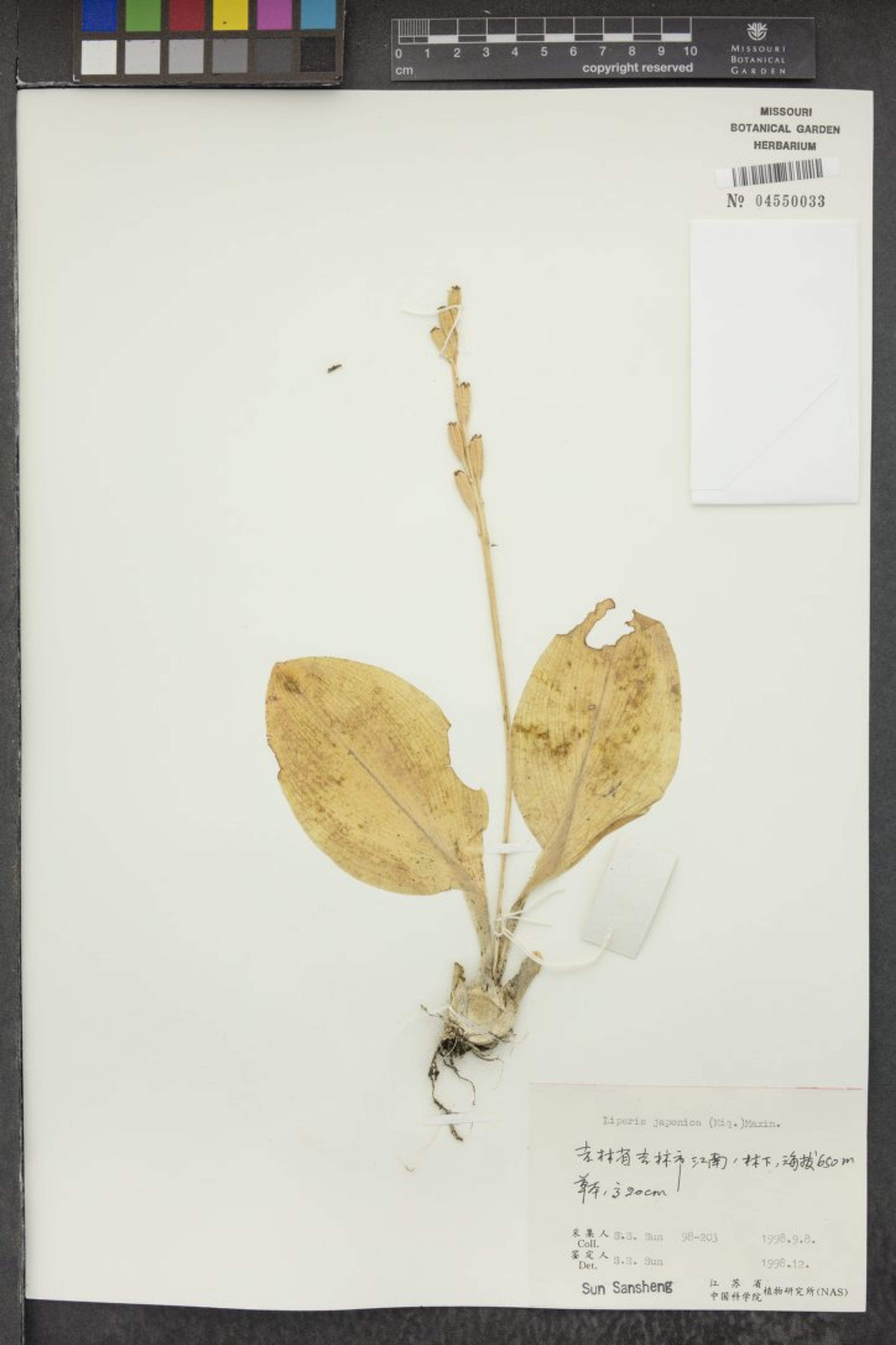 Liparis japonica - 4