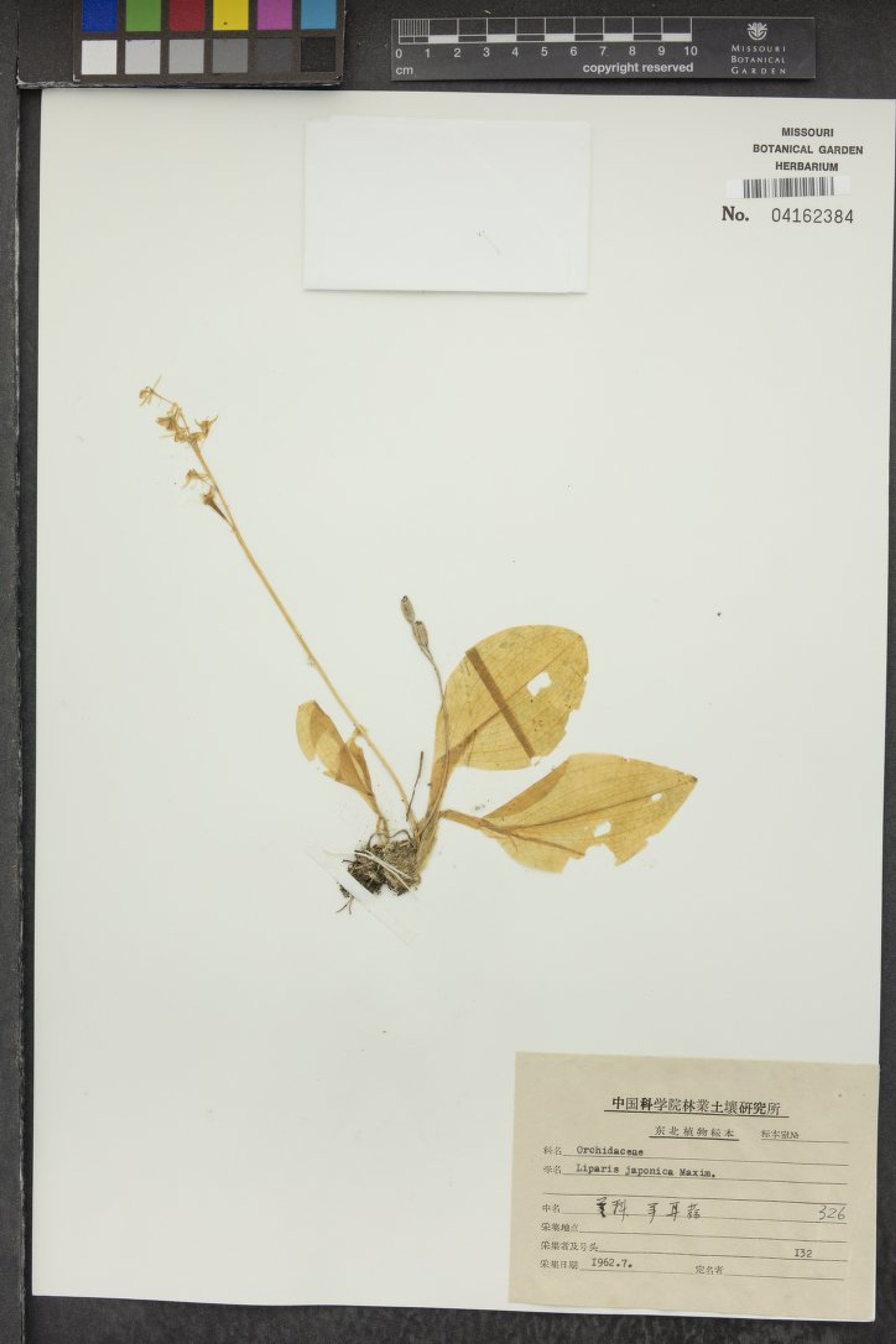 Liparis japonica - 3