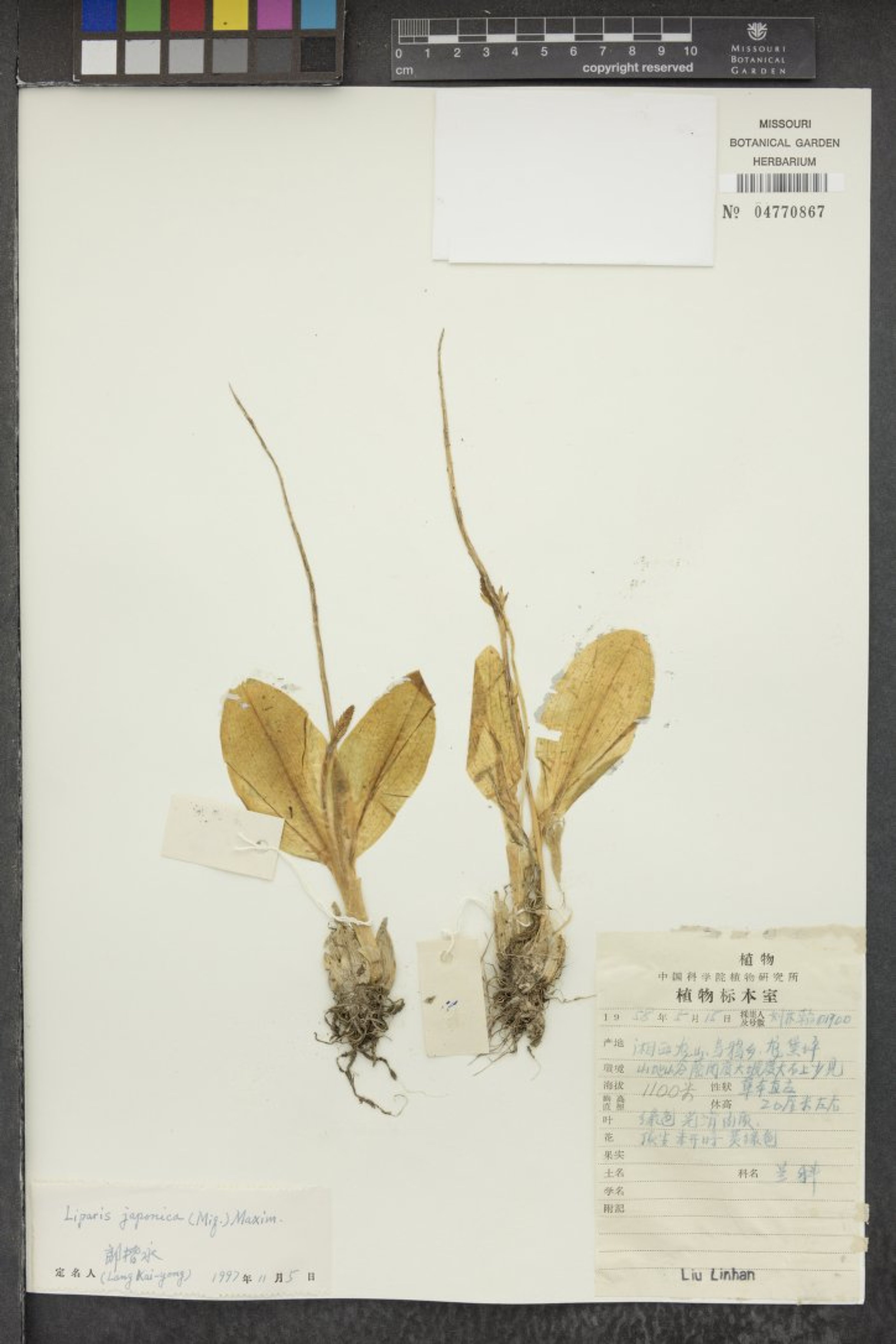 Liparis japonica - 5