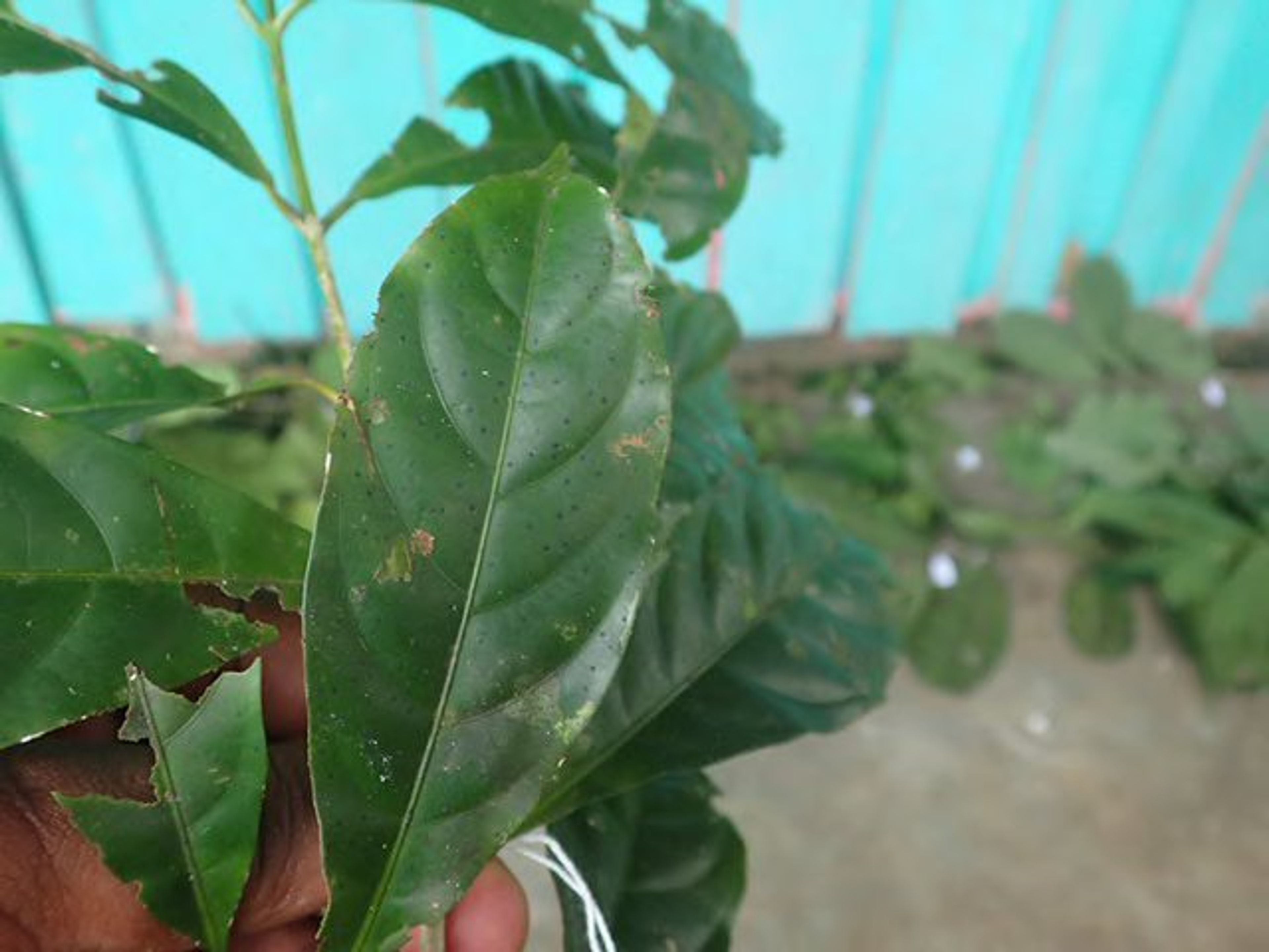 Corynanthe - 38