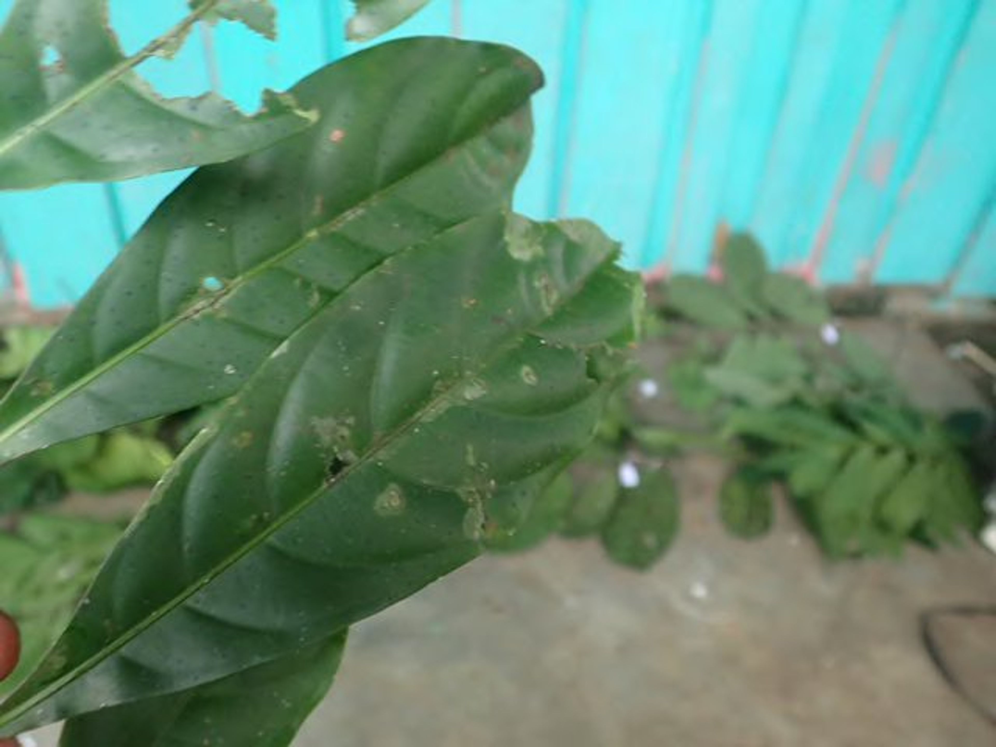 Corynanthe - 25