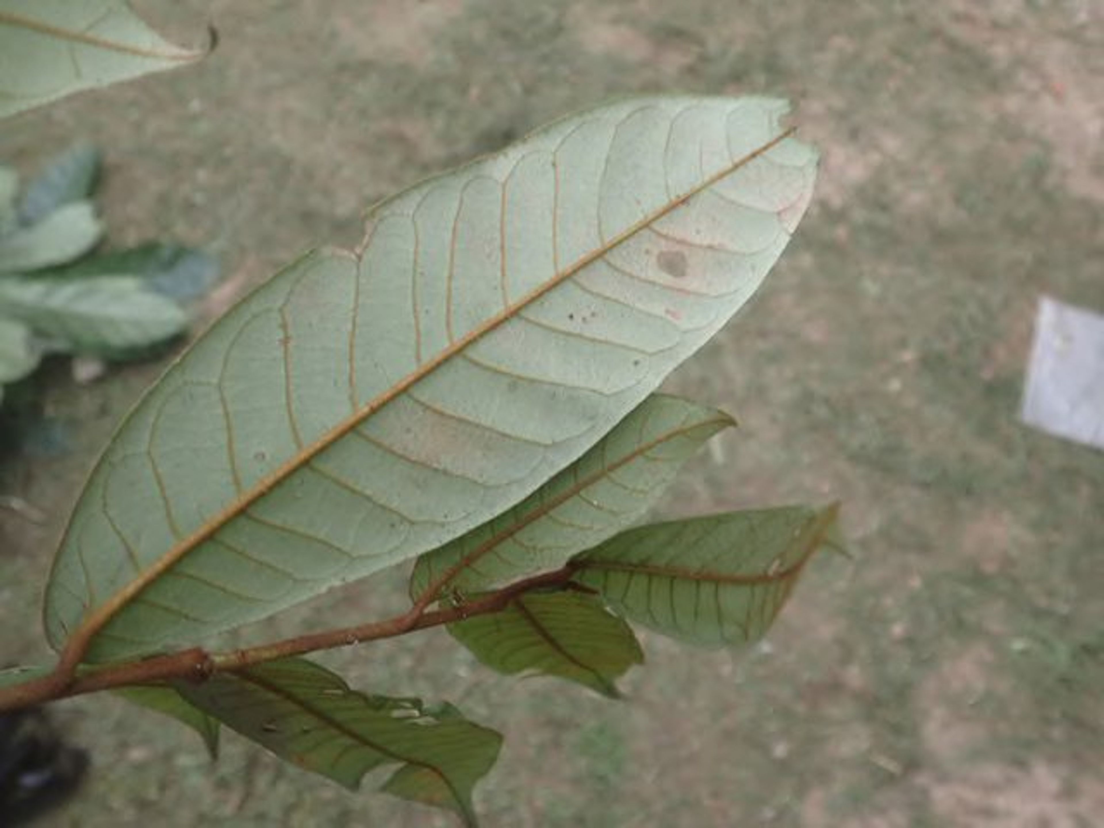 Pycnanthus angolensis - 142