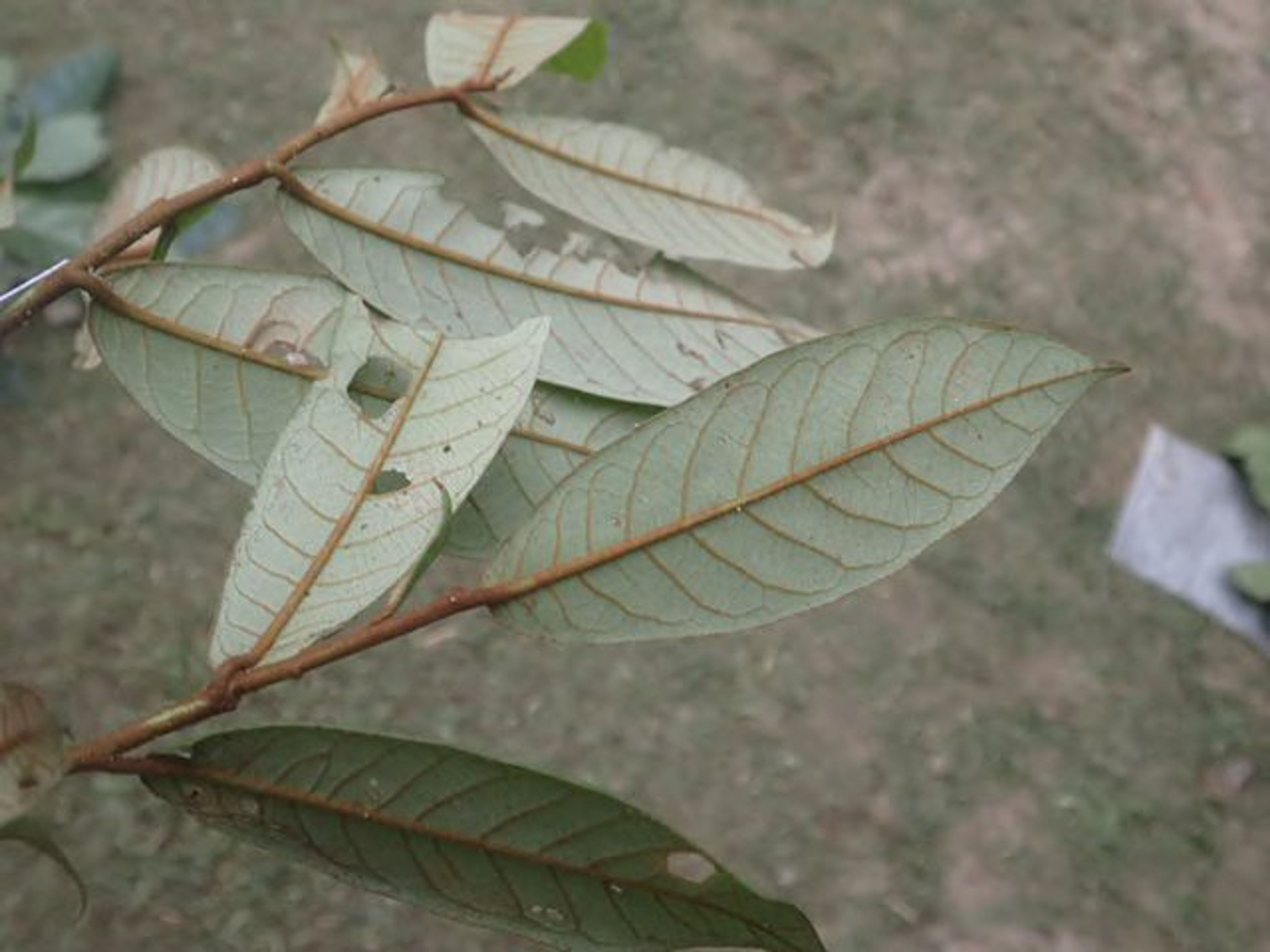 Pycnanthus angolensis - 61