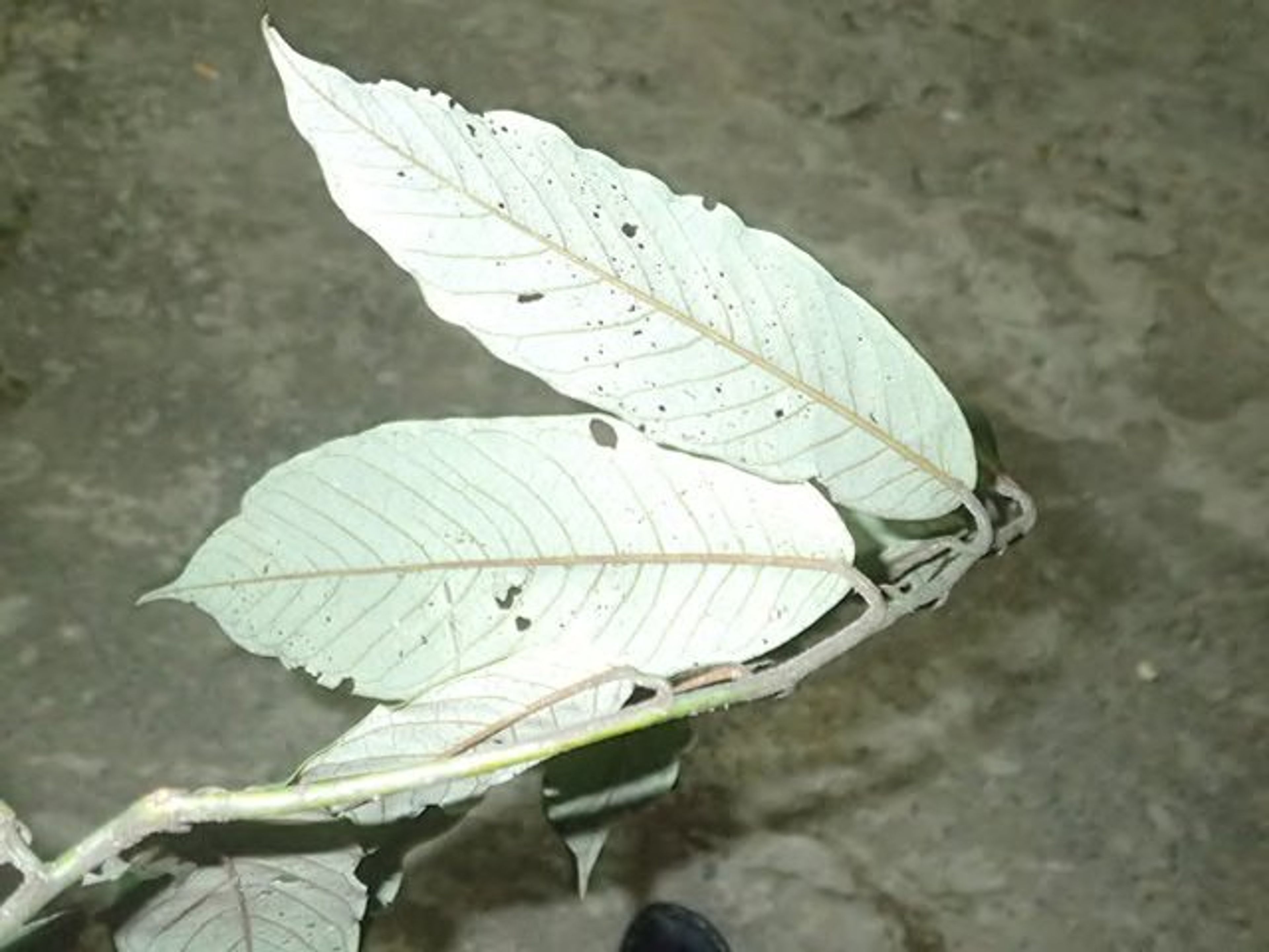 Pycnanthus angolensis - 71