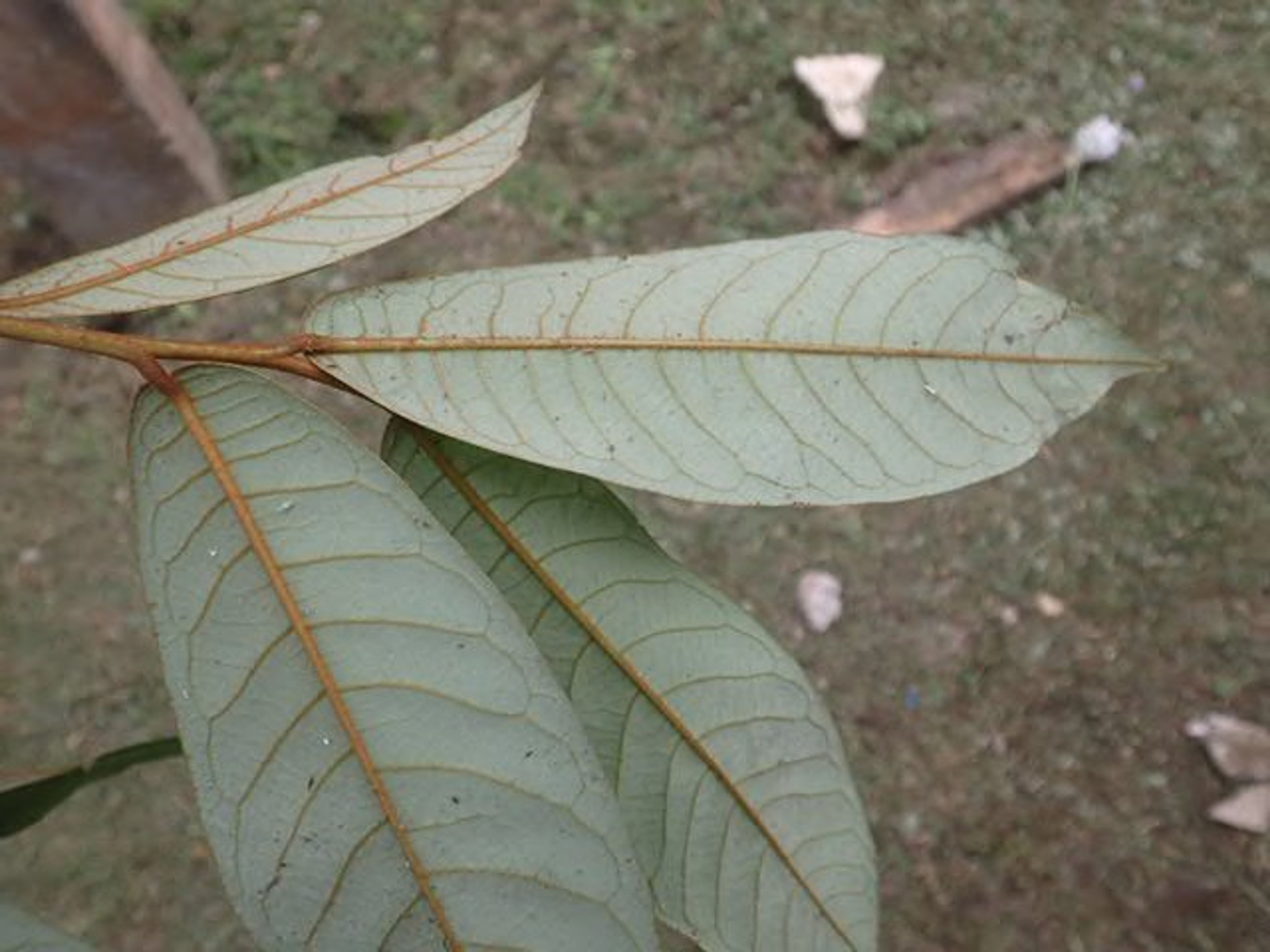 Pycnanthus angolensis - 8