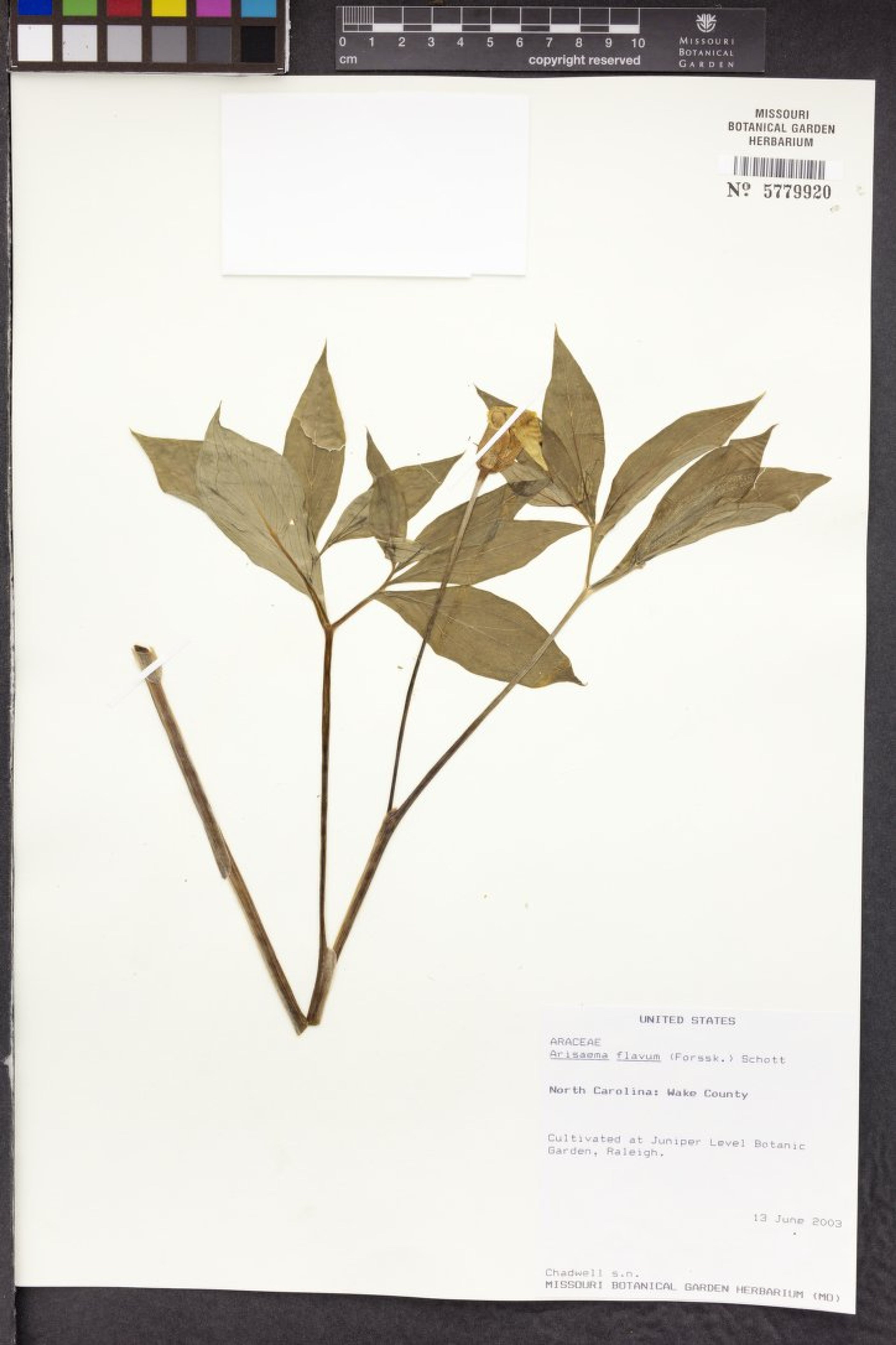 Arisaema flavum - 98