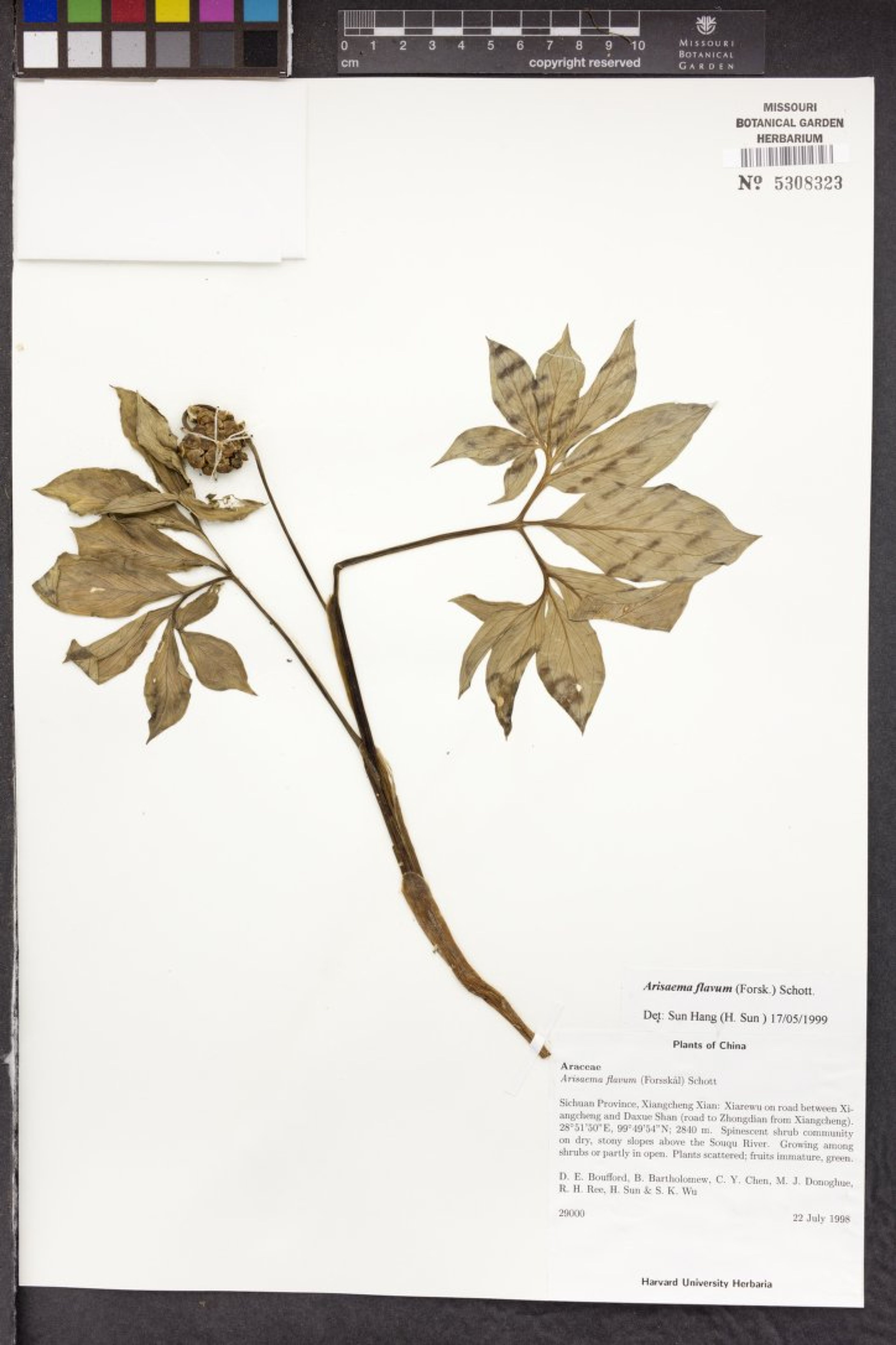 Arisaema flavum - 105