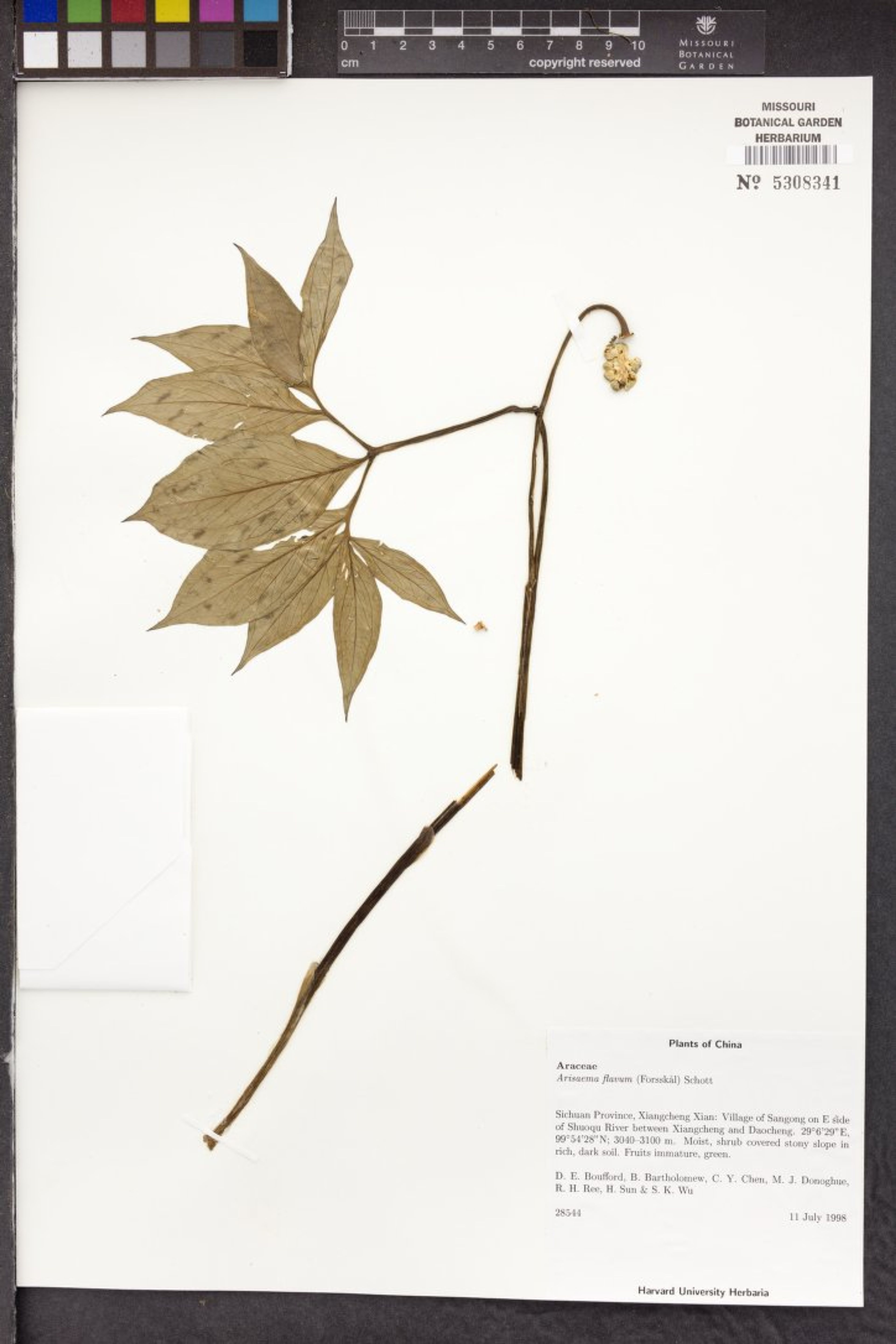 Arisaema flavum - 44