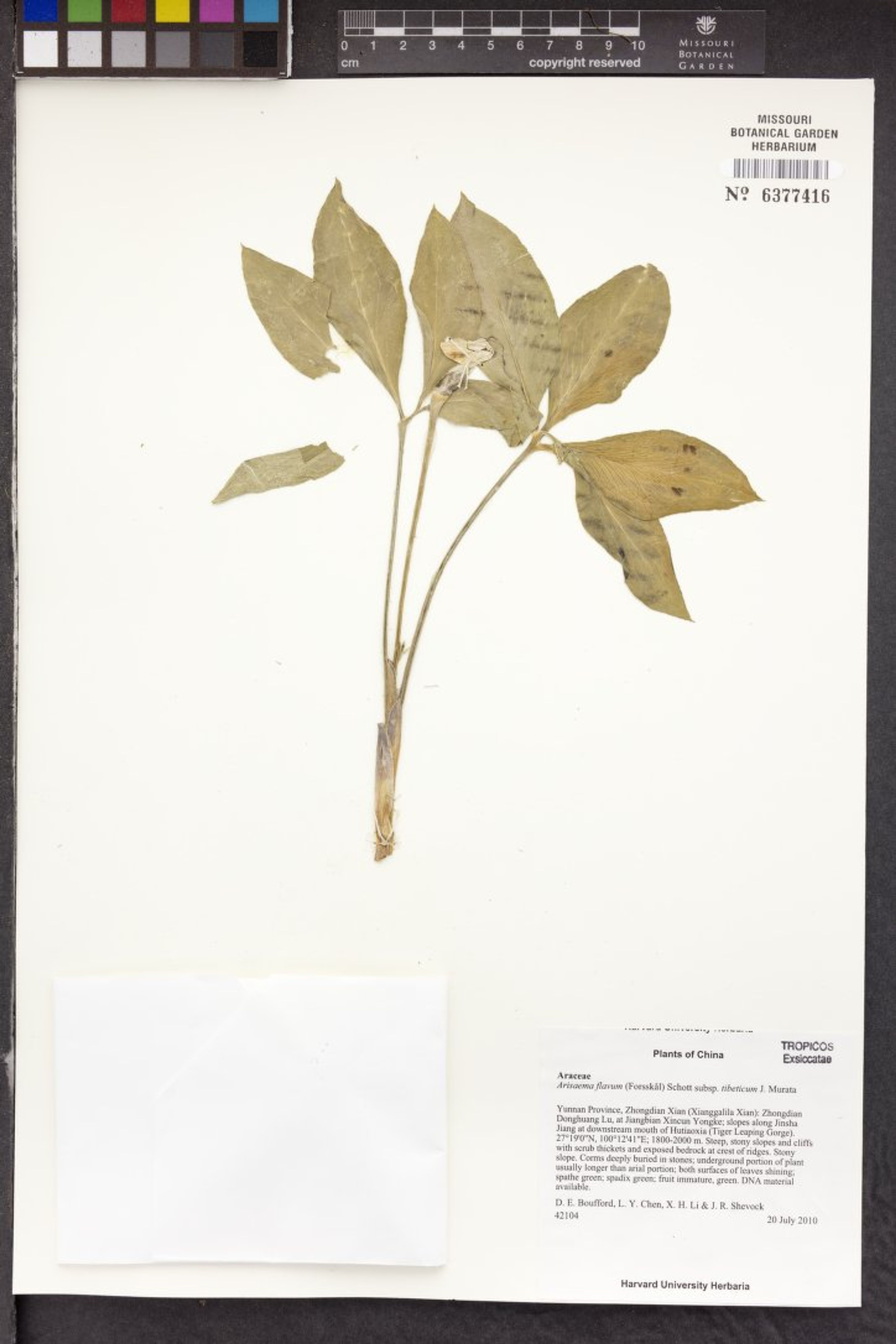 Arisaema flavum - 129
