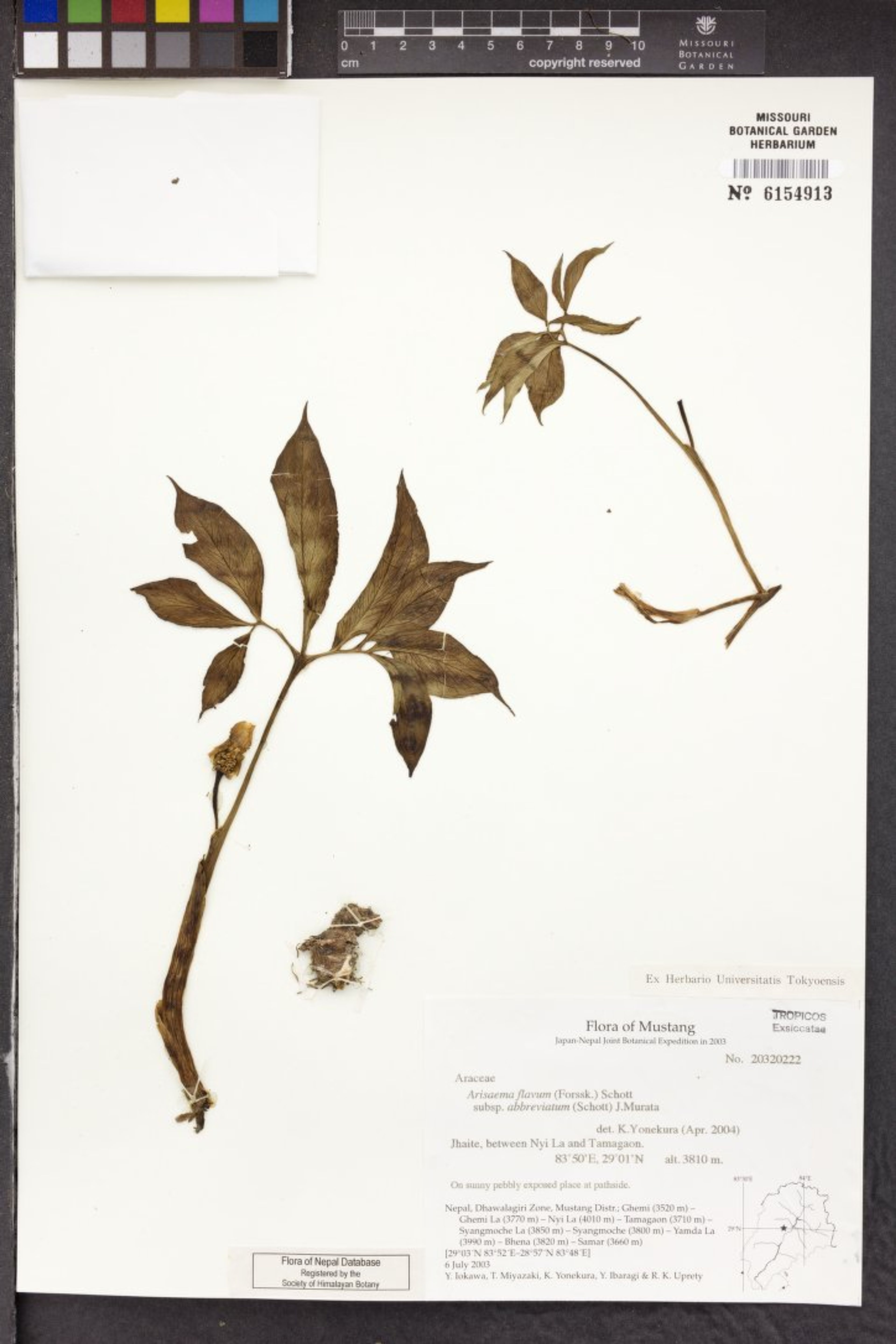 Arisaema flavum - 29