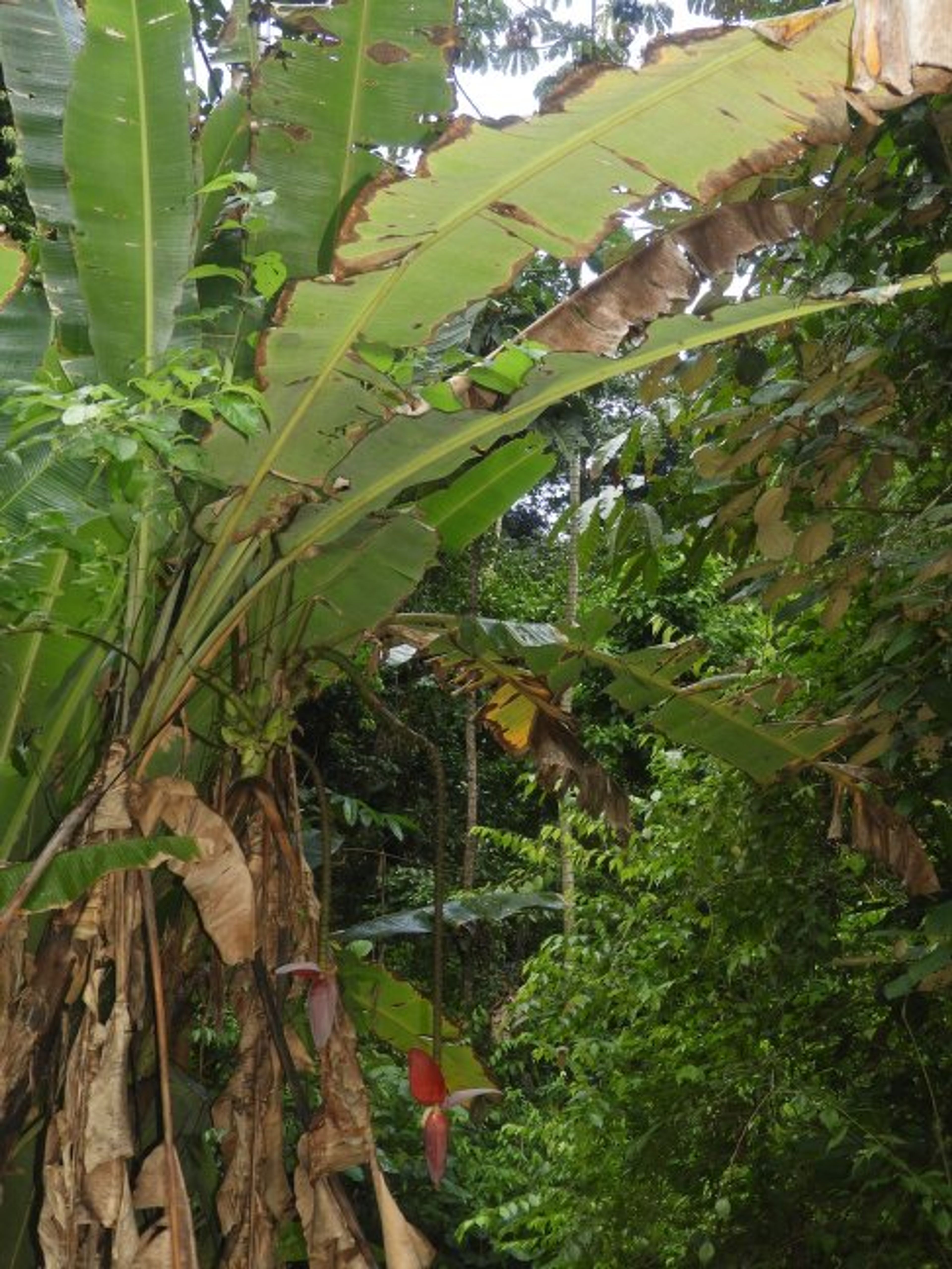 Musa textilis - 97