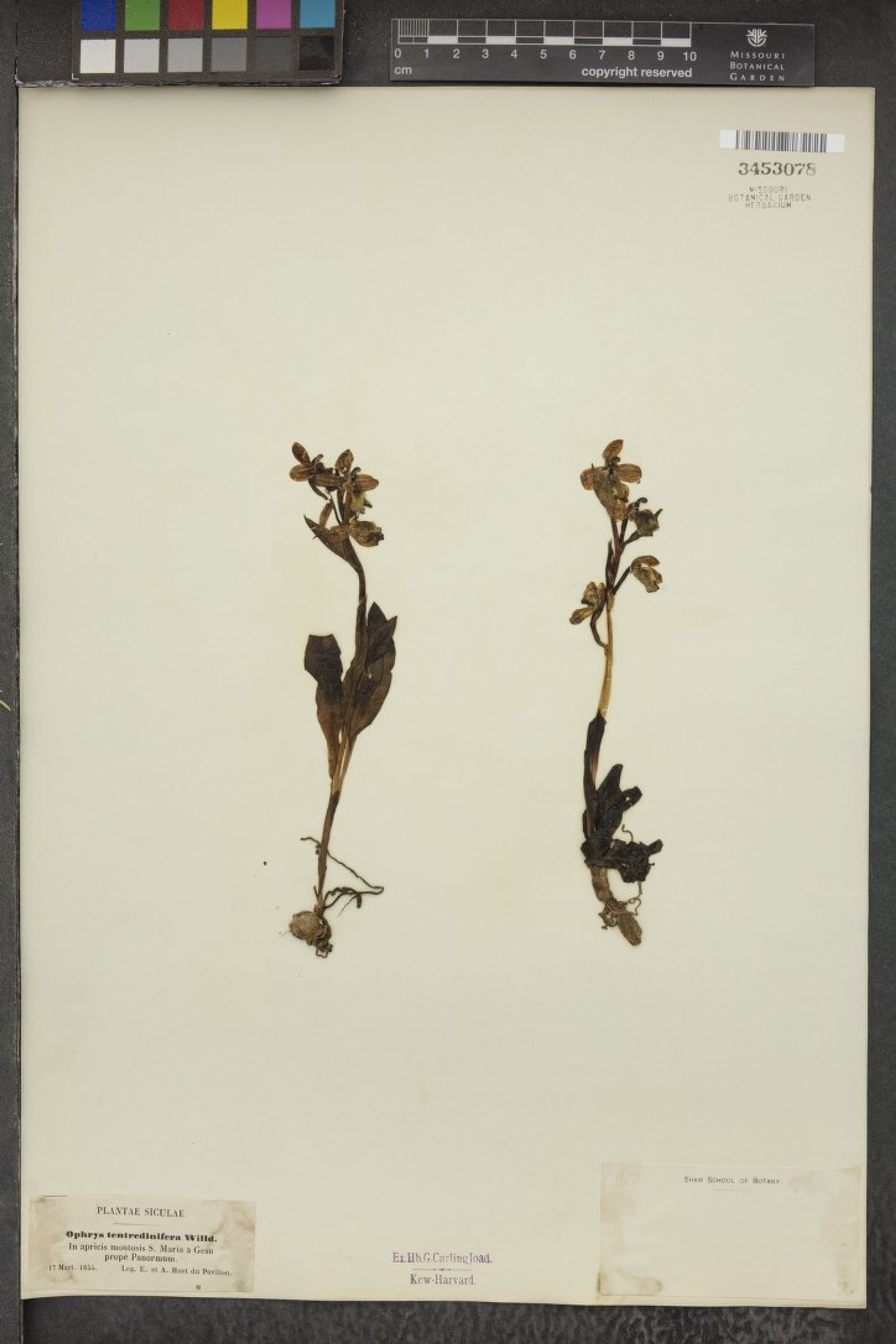 Ophrys tenthredinifera - 7