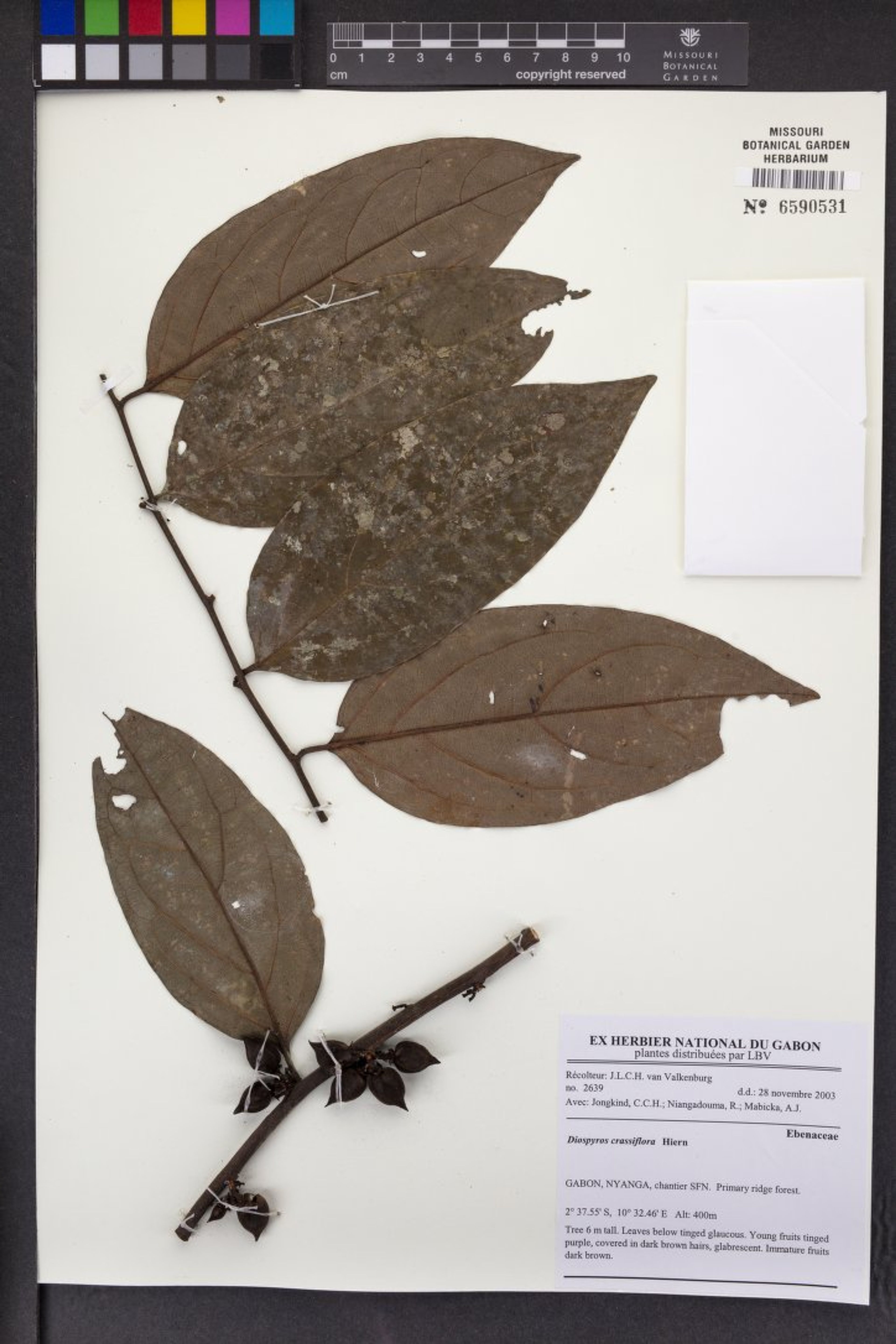 Diospyros crassiflora - 24