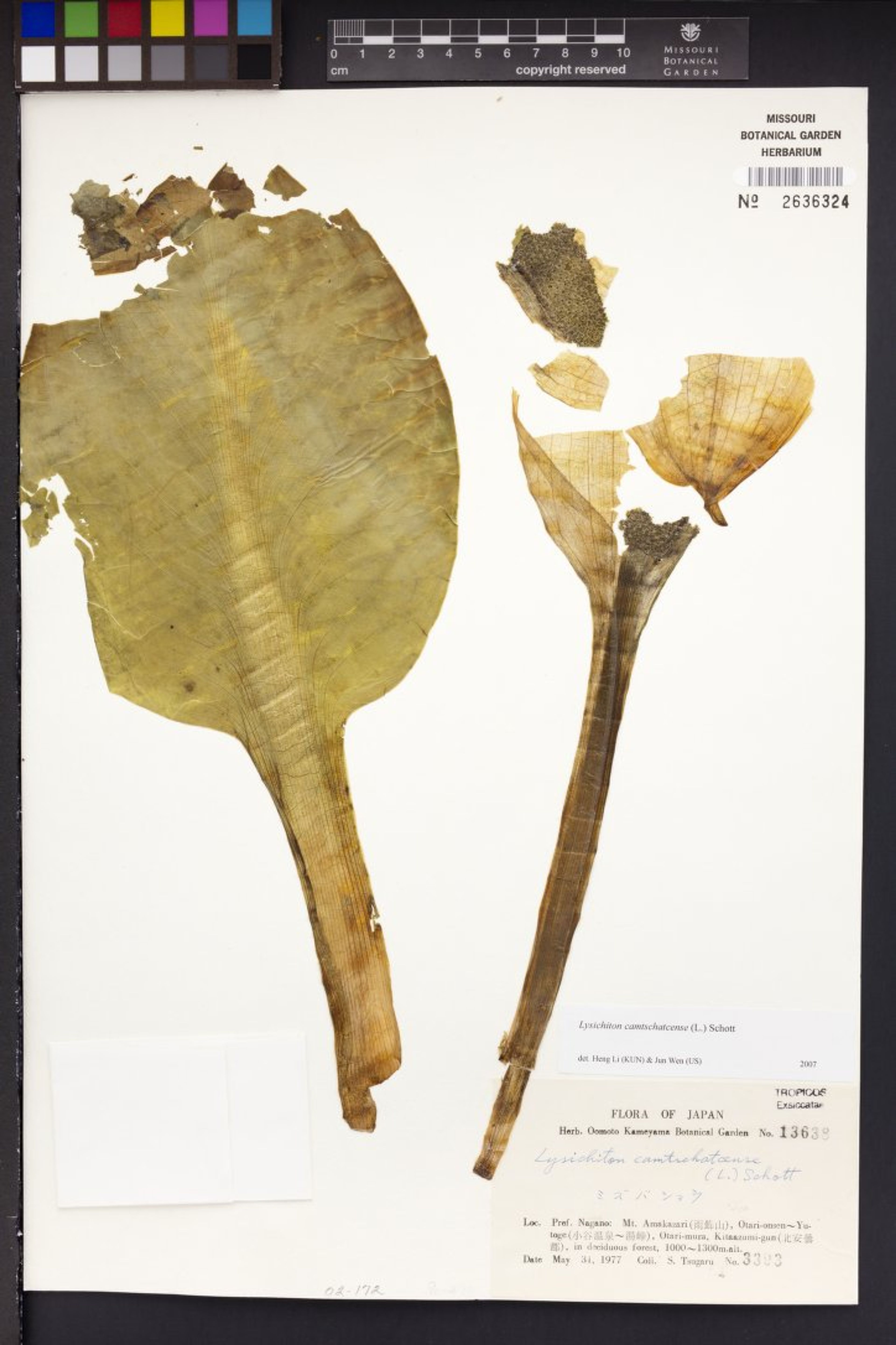 Lysichiton camtschatcense - 15