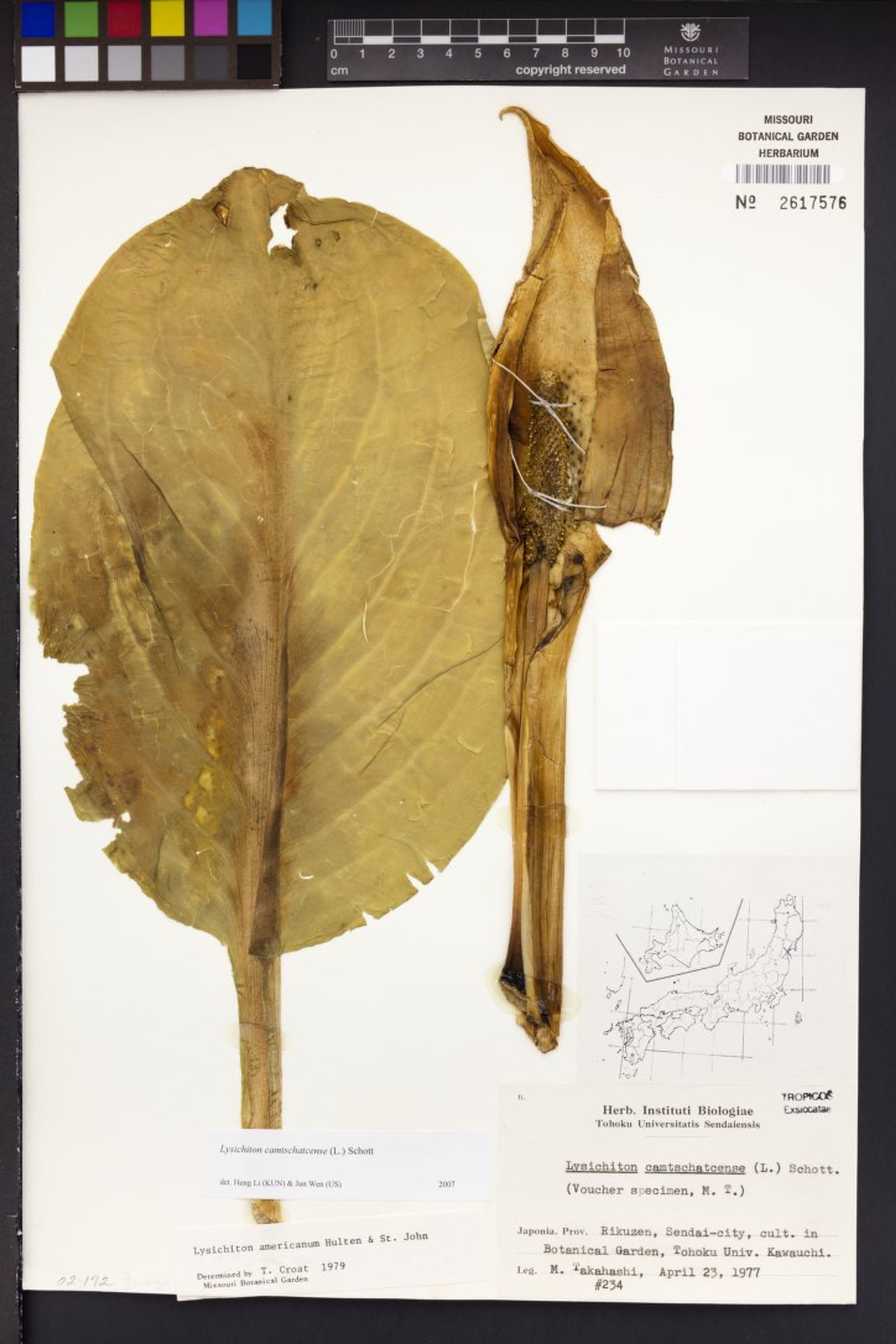 Lysichiton camtschatcense - 6